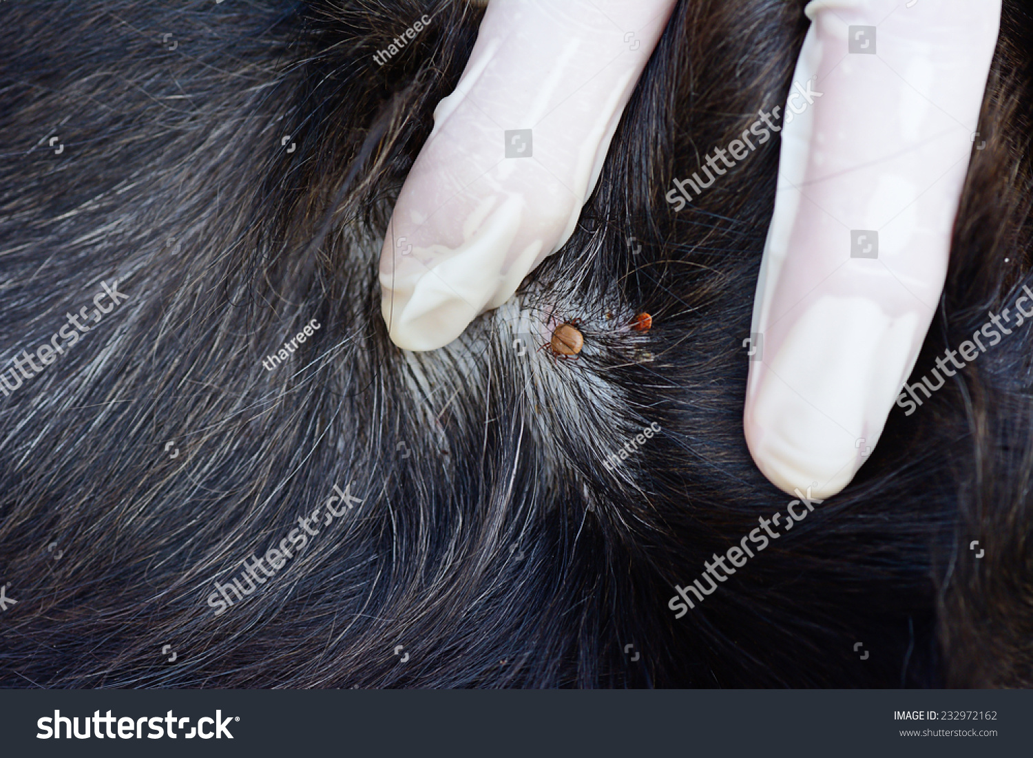 white tick on dog