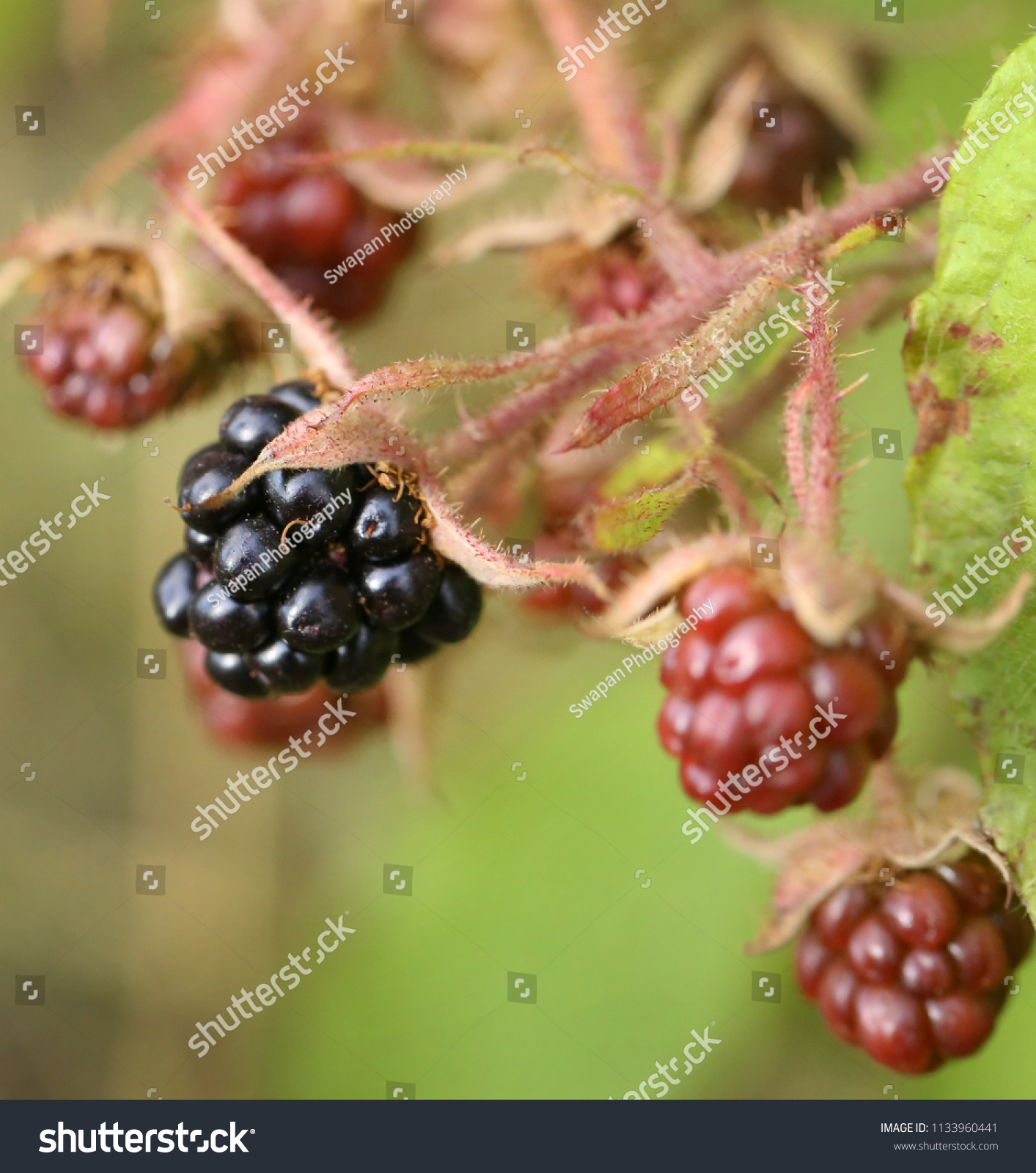 Closeup Some Fresh Blackberries Garden Stock Photo Edit Now