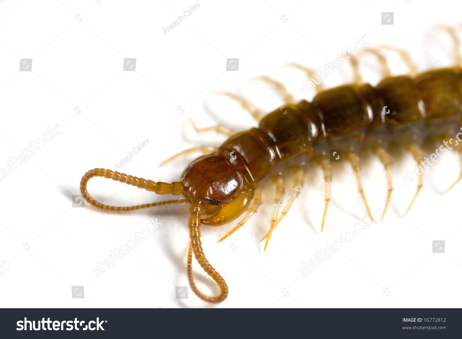 Closeup Of The Front Of A Garden Centipede Stock Photo 16772812 ...