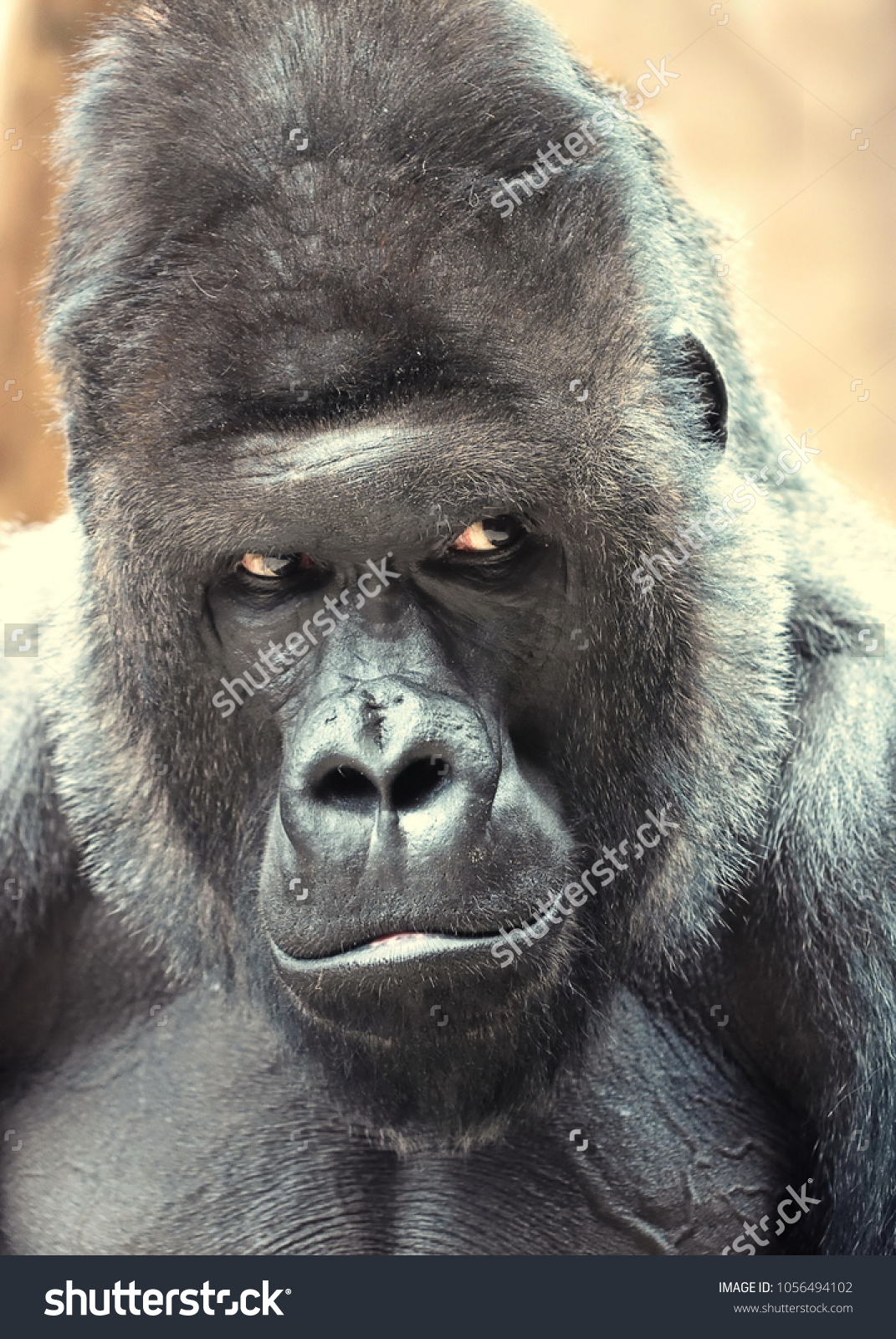 Closeup Western Lowland Gorilla King Jungle Stock Photo Edit Now