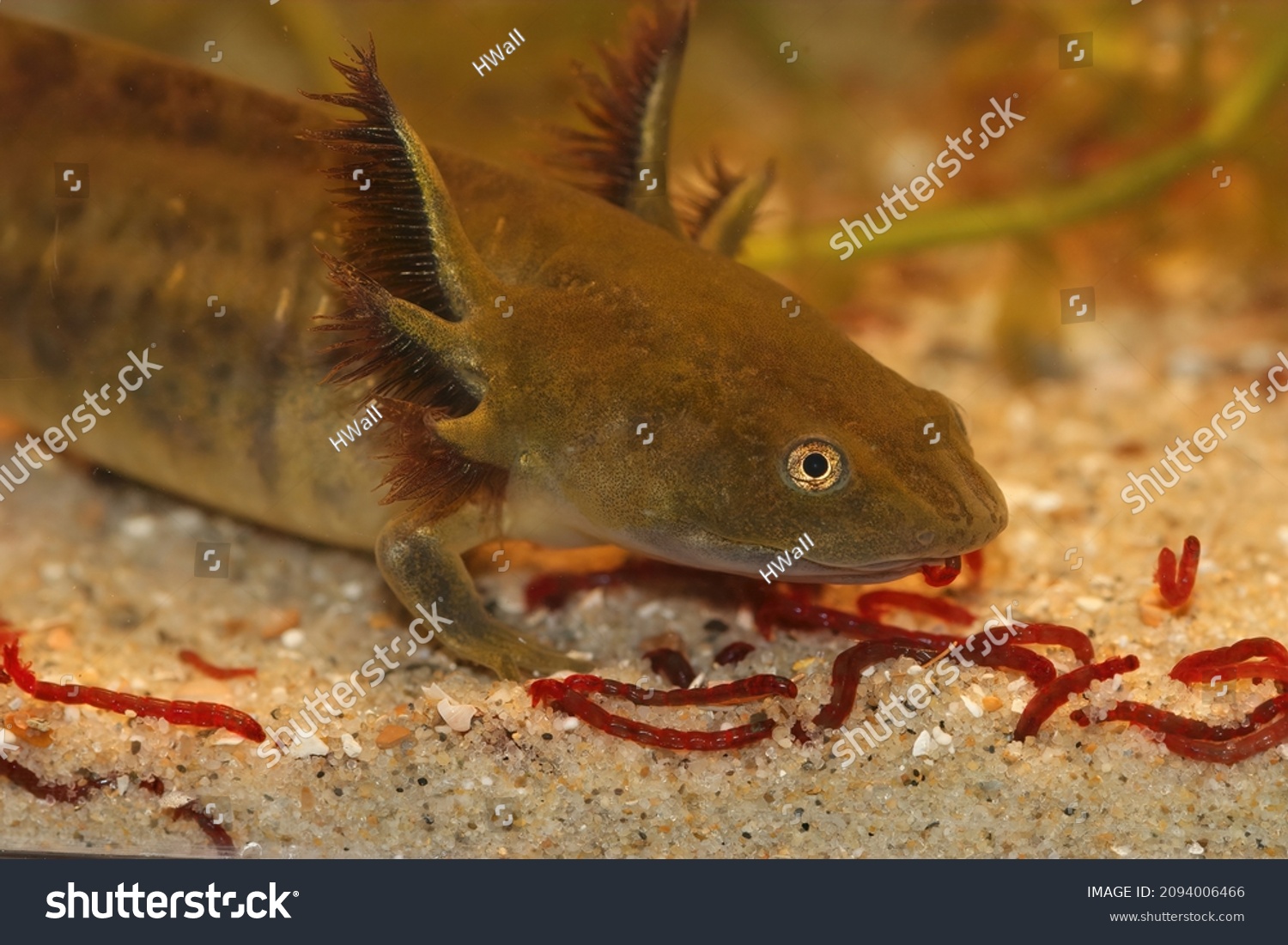 310 Amphibia with gills Images, Stock Photos & Vectors | Shutterstock