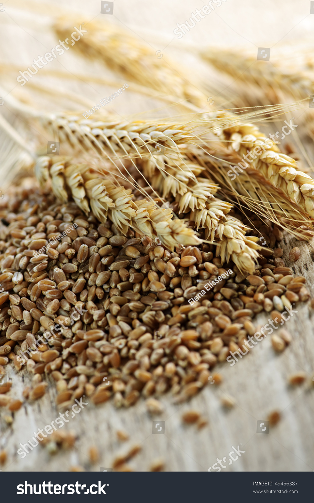 Closeup On Pile Of Organic Whole Grain Wheat Kernels And Ears Stock ...