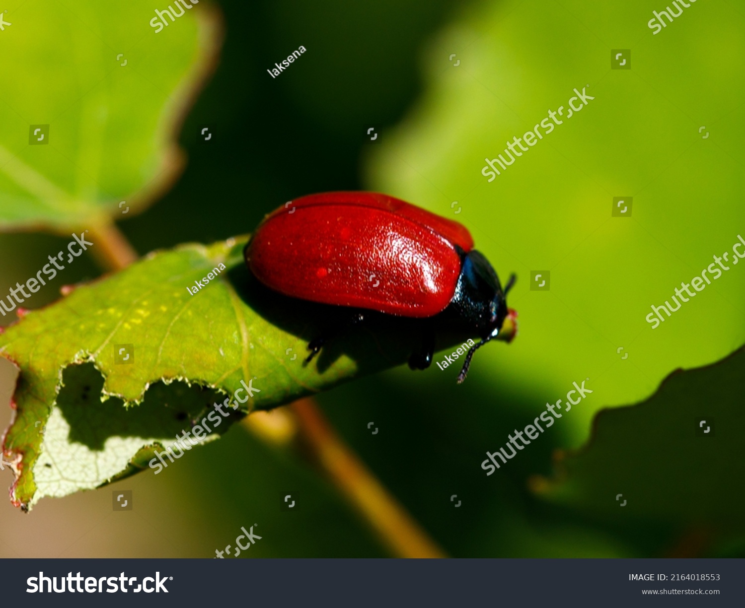 228 Poplar leaf beetle Images, Stock Photos & Vectors | Shutterstock