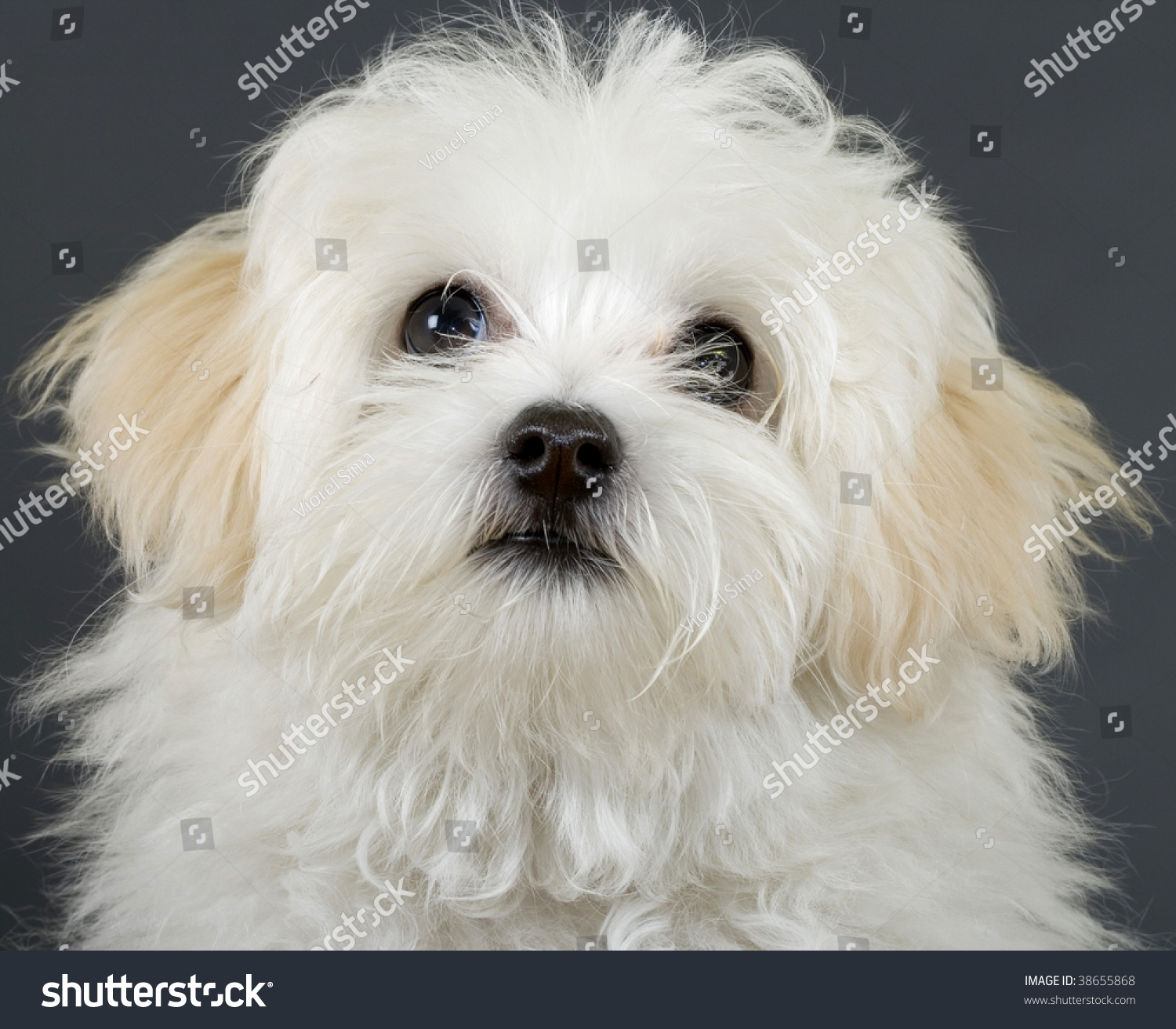 Closeup Picture Of A Bichon Puppy Over Grey Background Stock Photo ...