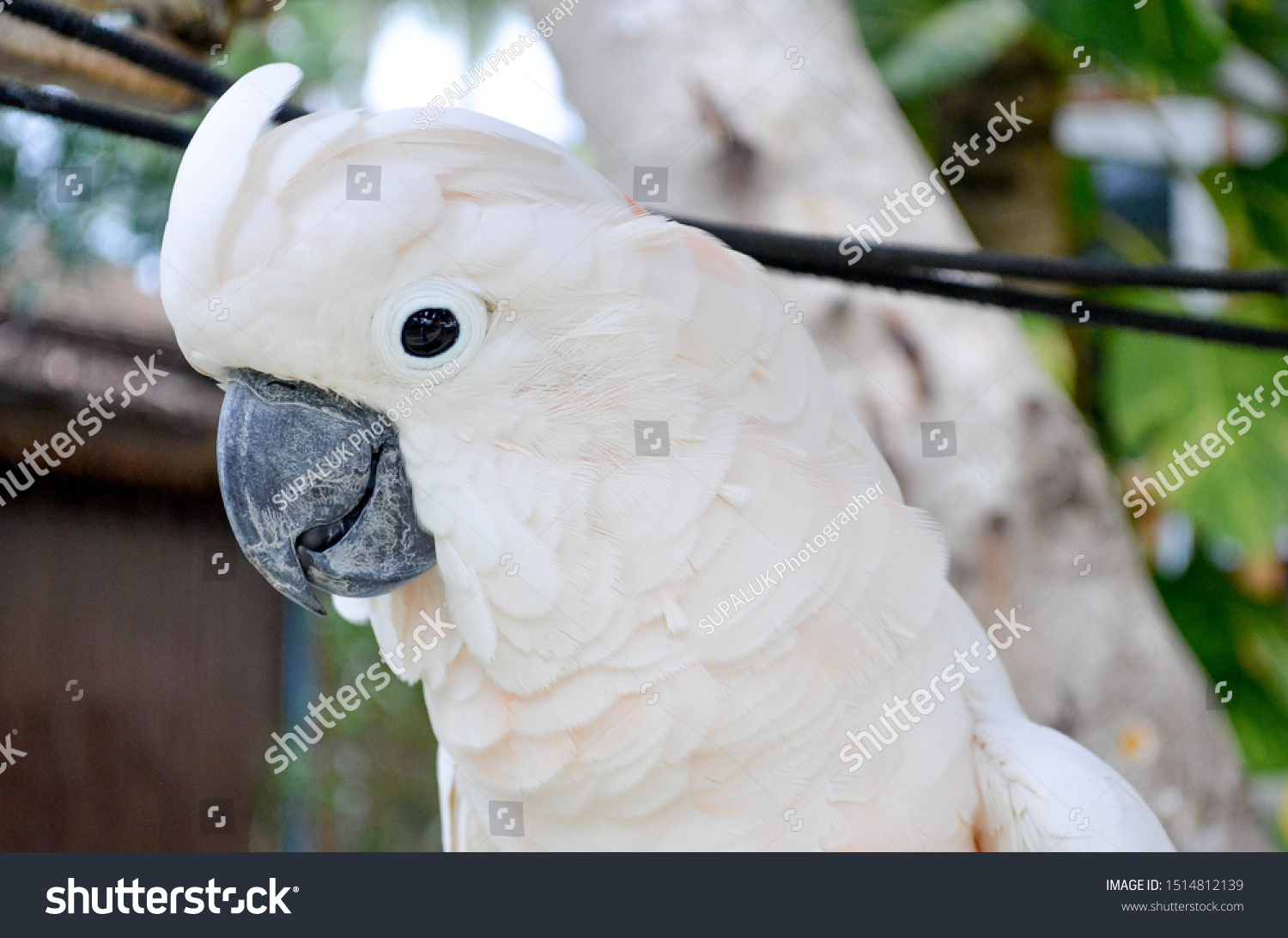 Closeup Picture White Macaw Parrot Stock Photo Edit Now 1514812139,Oatmeal Cookie Shot