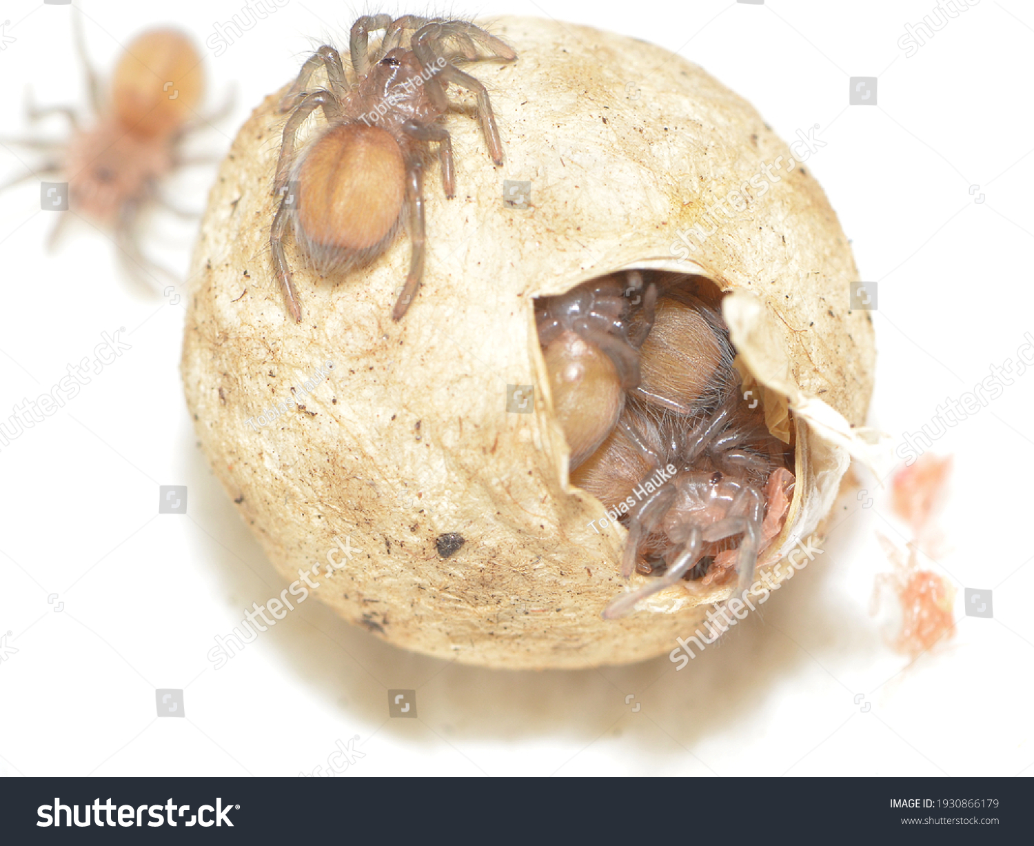 1 105 Spider Mating Stock Photos Images Photography Shutterstock   Stock Photo Closeup Picture Of An Egg Sac With Offspring In The Larval Stage Of The Cobalt Blue Earth Tiger 1930866179 