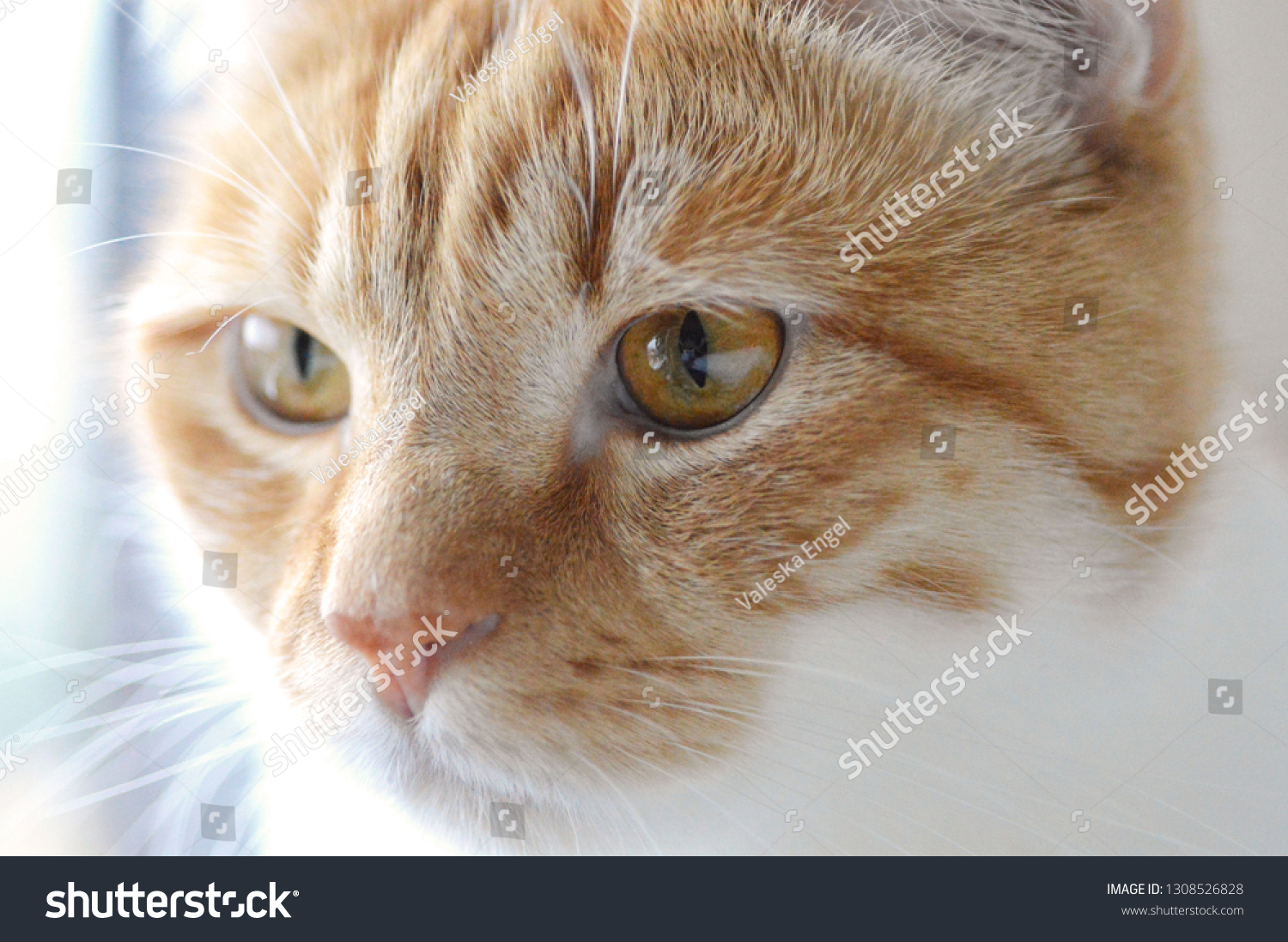 Closeup Portrait Beautiful Red White Tom Stock Photo Edit Now