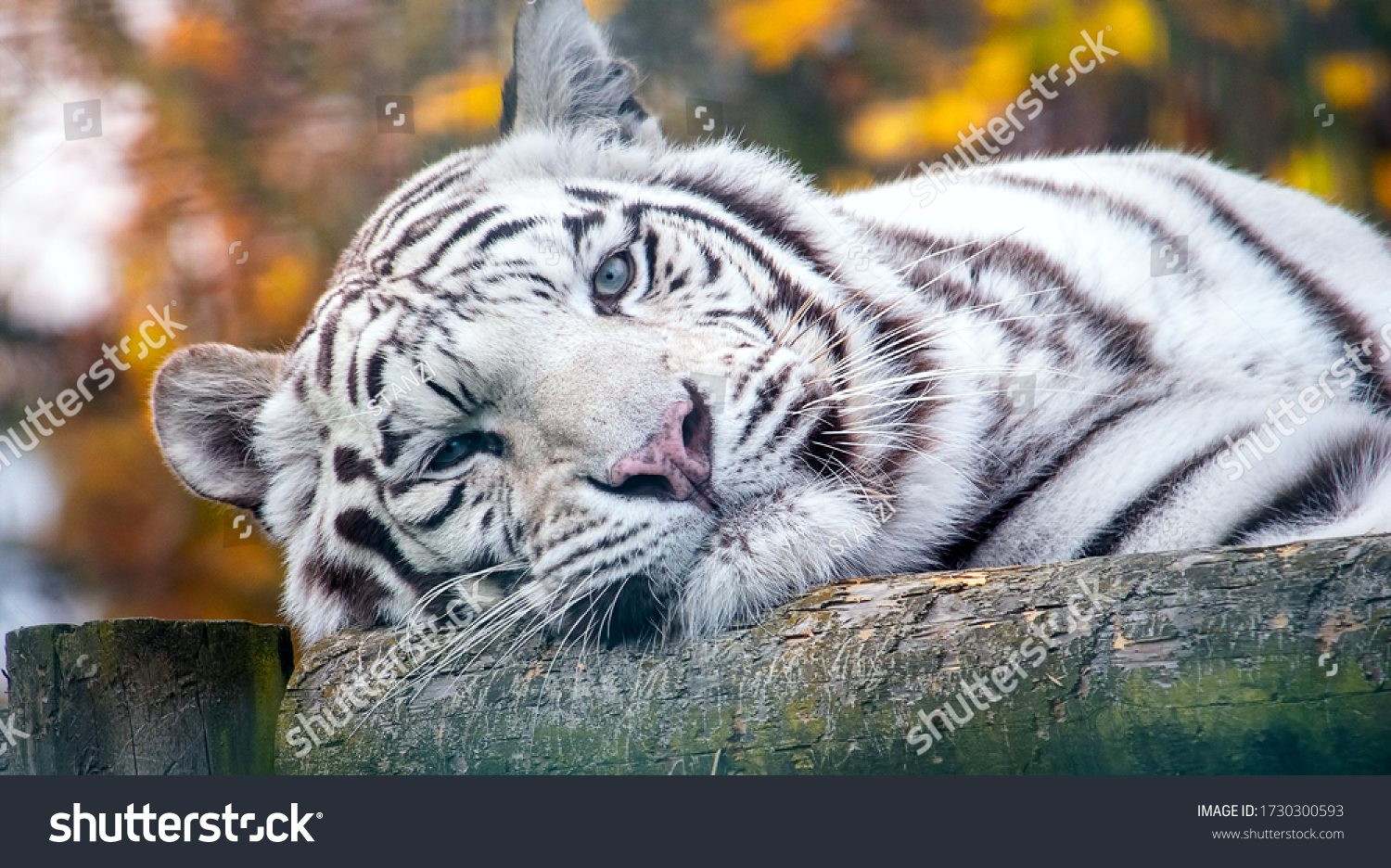 "white_siberian_tiger" Images, Stock Photos & Vectors | Shutterstock