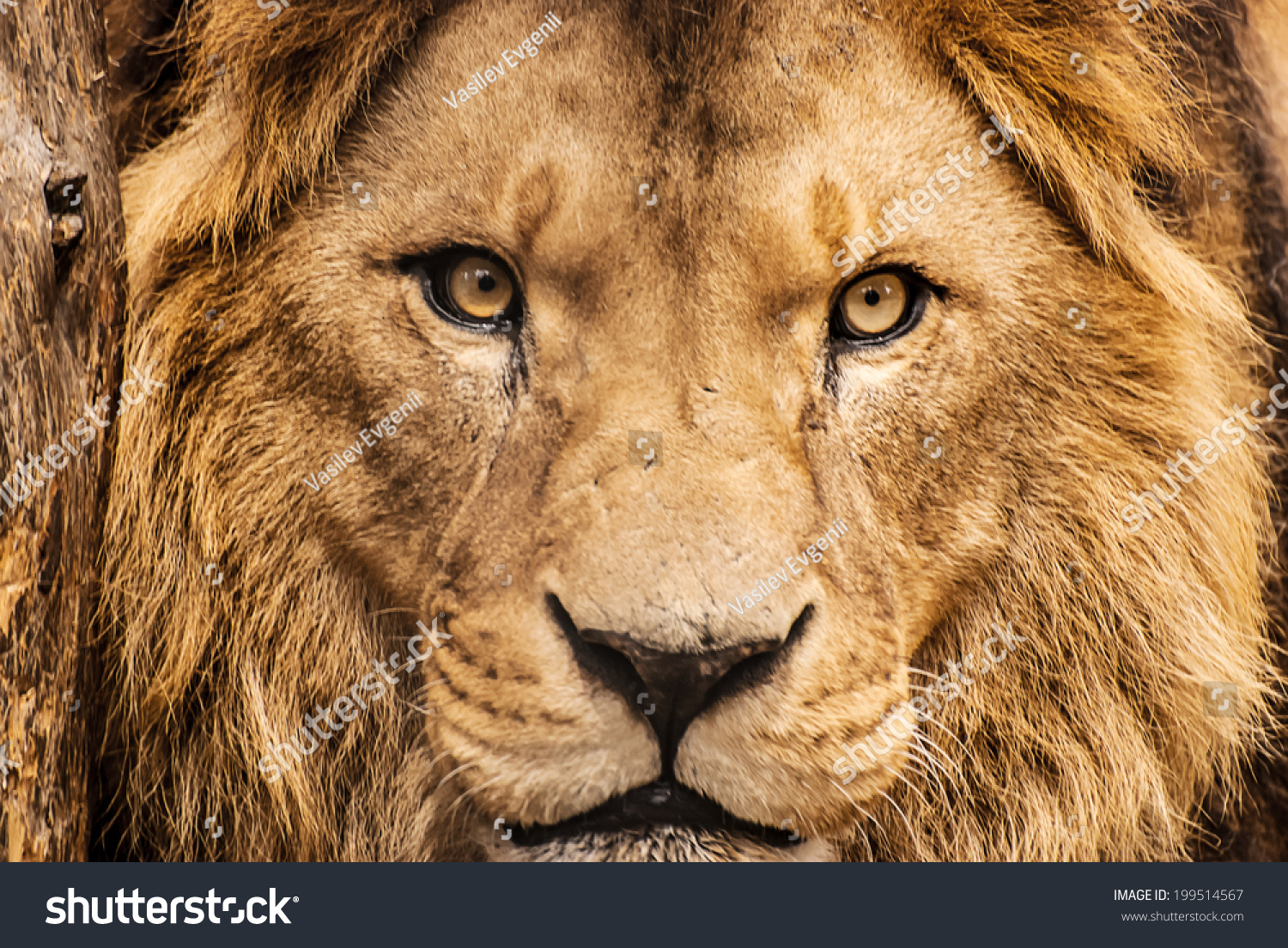 Lion Closeup 76