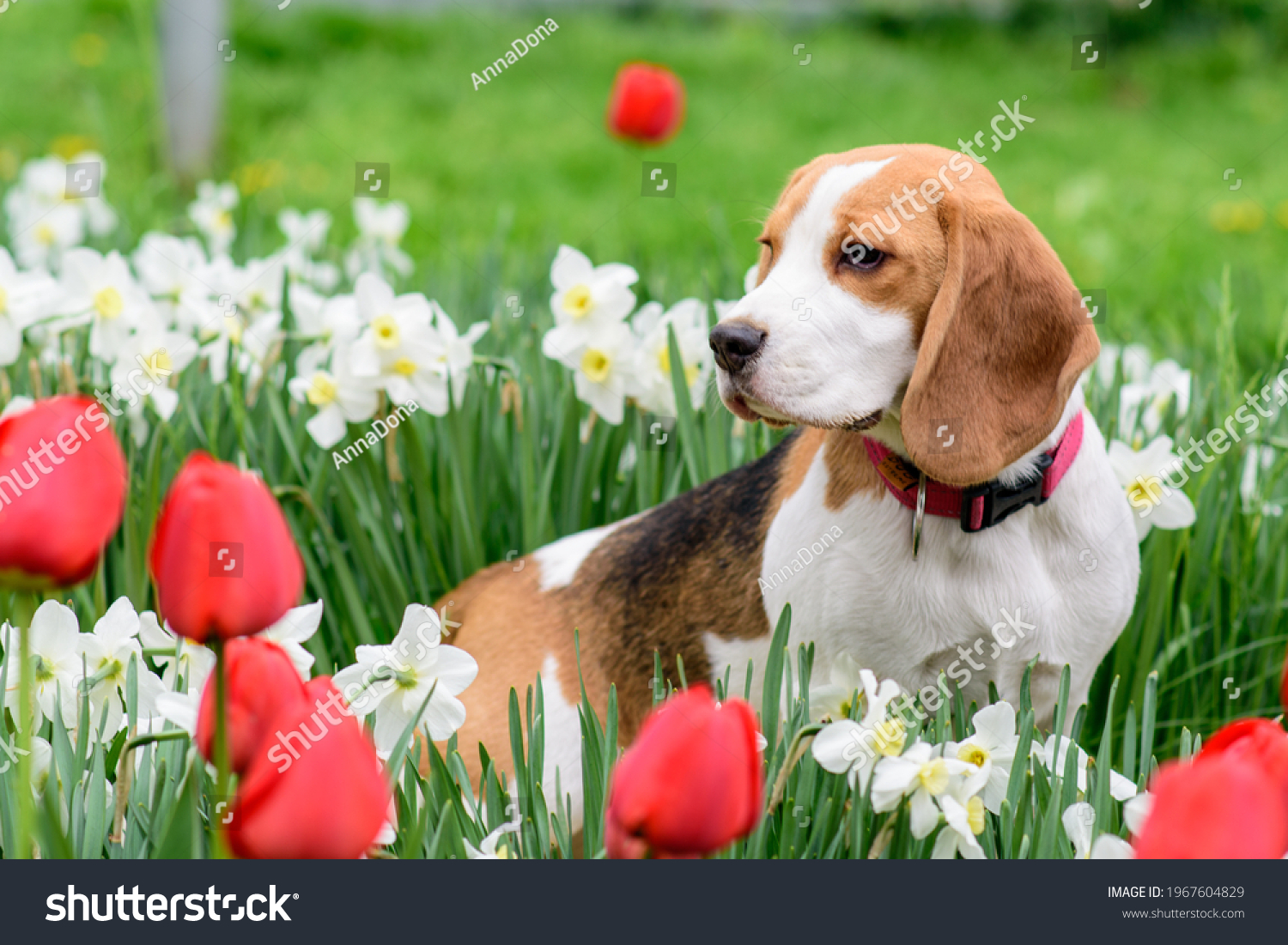 Closeup Portrait Beagle Spring Flowers Stock Photo 1967604829