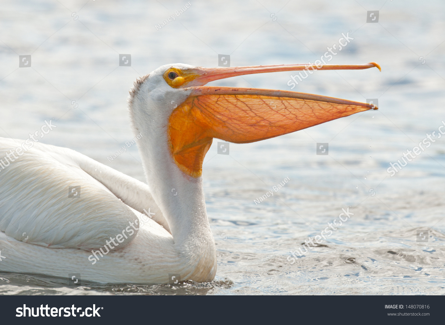 Closeup Profile Of American White Pelican, Pelecanus Erythrorhynchos ...