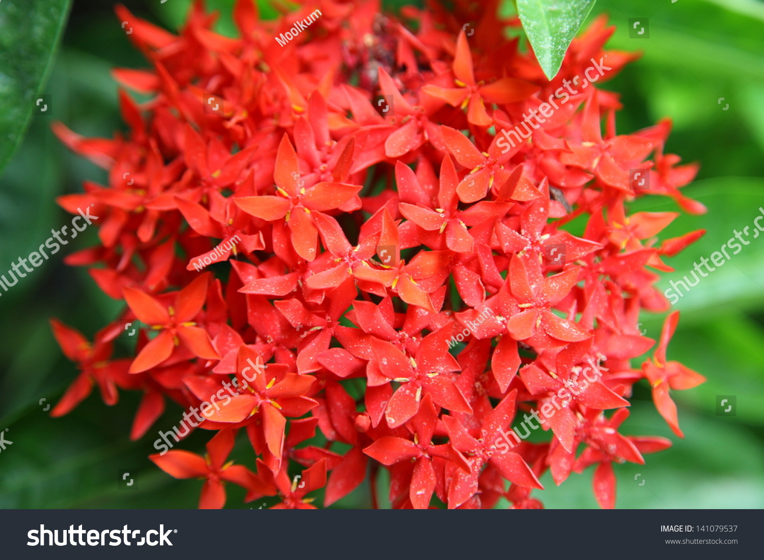 Awesome Red Flower Images with Names | Top Collection of different ...
