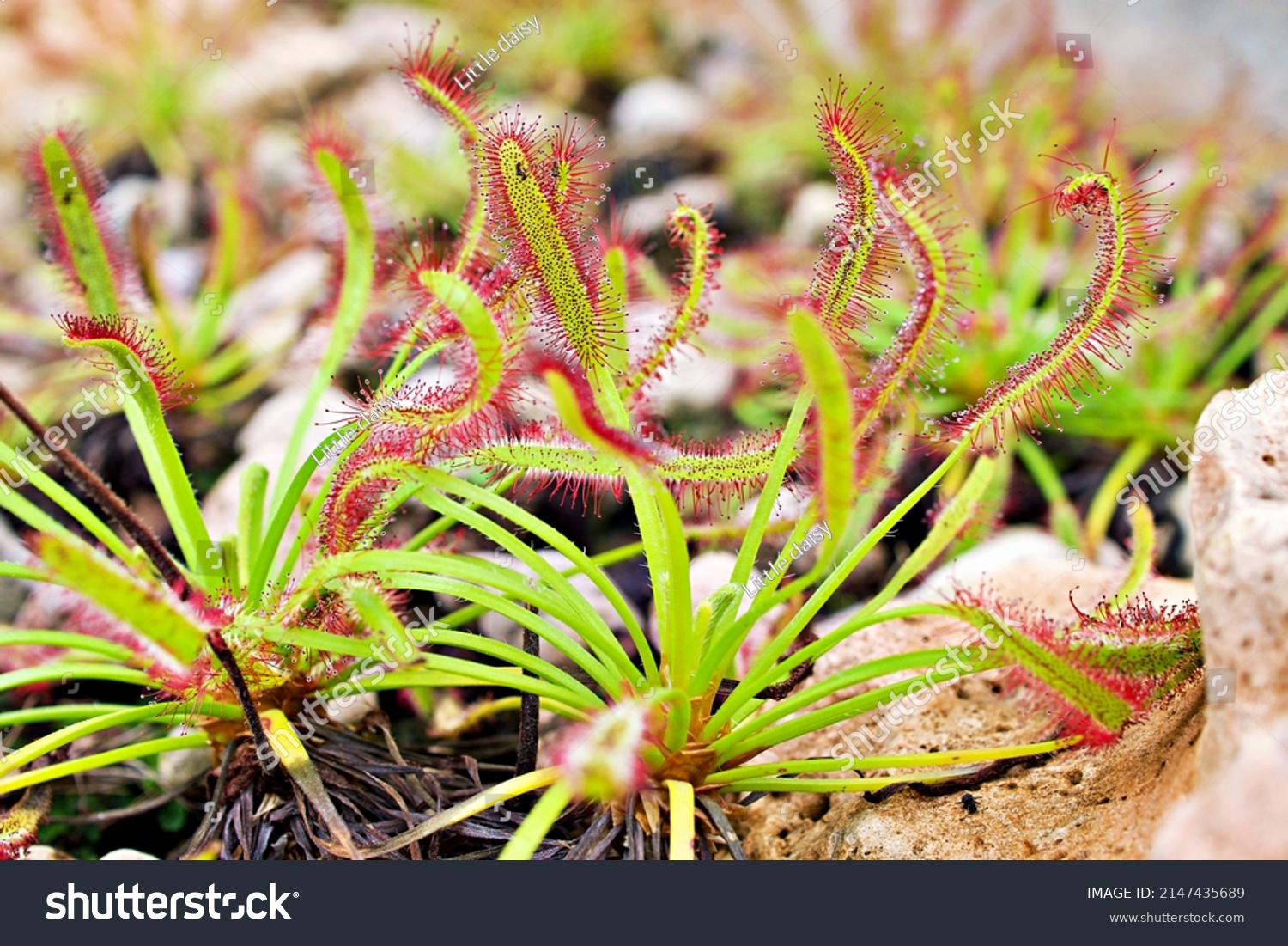 Closeup Sundew Carnivorous Plant Drosera Anglica Stock Photo 2147435689 ...