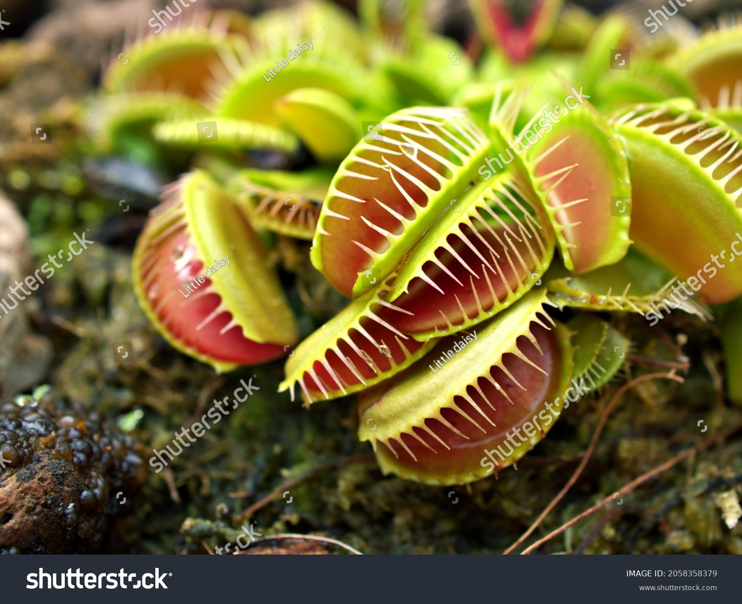 334-831-carnivorous-beautiful-images-stock-photos-vectors-shutterstock