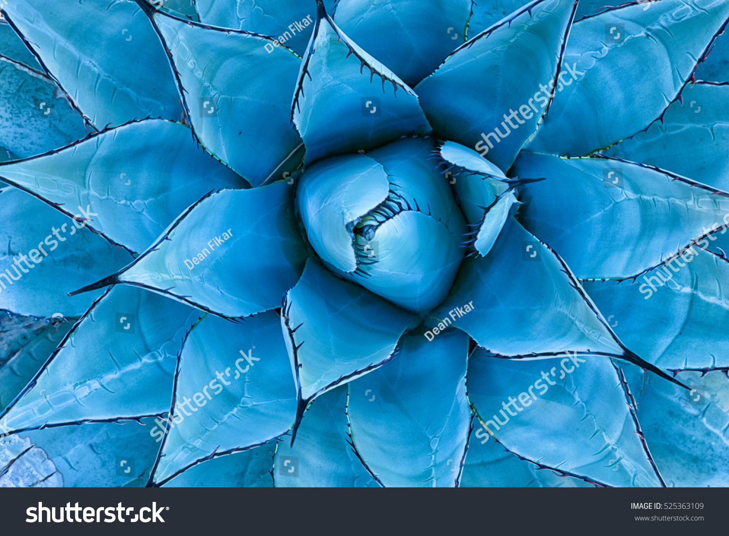 Closeup View Blue Agave Plant Seen Stock Photo Edit Now 525363109