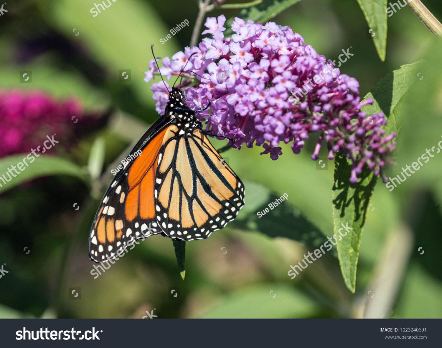 Closeup Closed Wings Orangeblack White Monarch Royalty Free