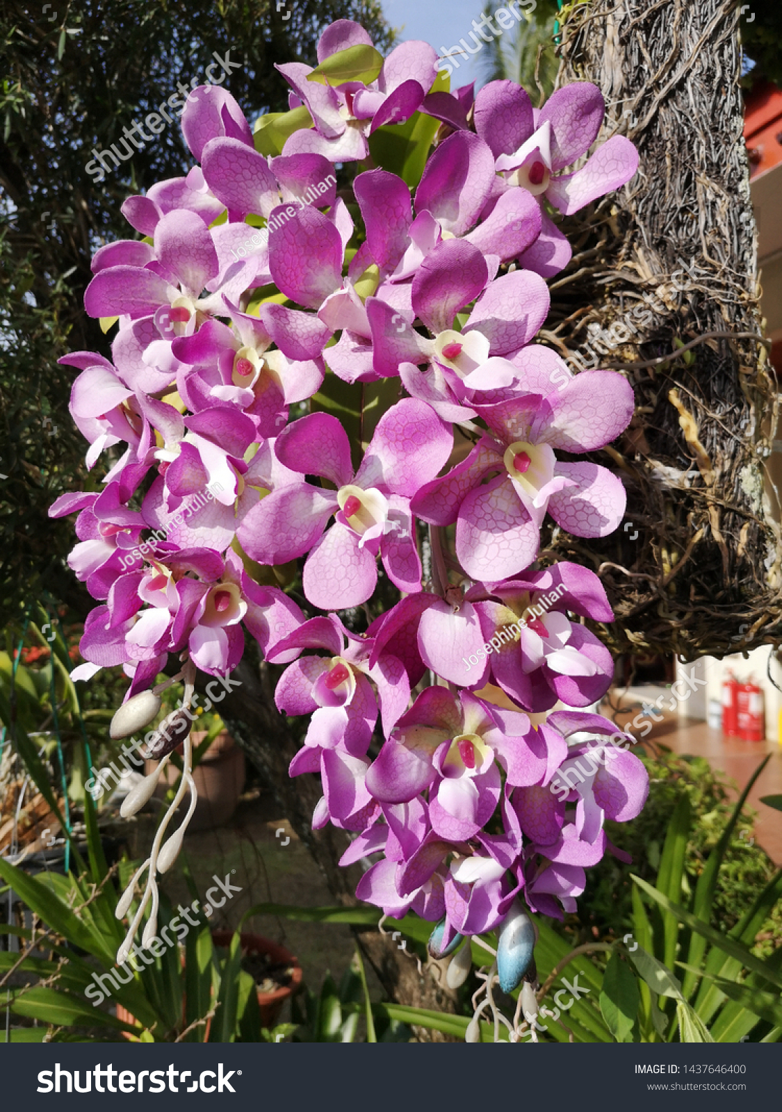 Closeup Orchid Borneo Garden Kota Kinabalu Stock Photo Edit Now 1437646400