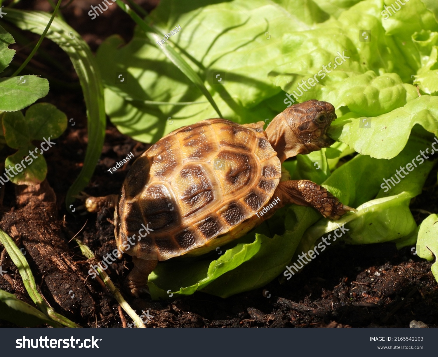 78 Four clawed tortoise Images, Stock Photos & Vectors | Shutterstock