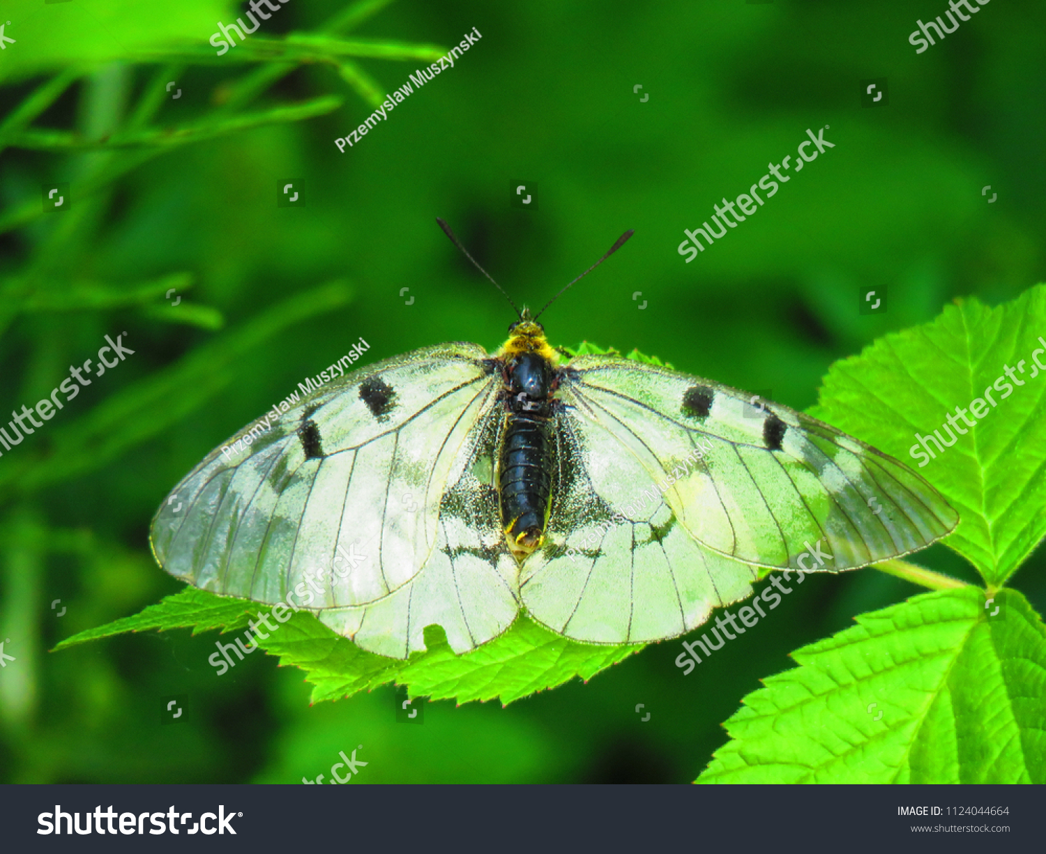 Clouded Apollo Butterfly Parnassius Mnemosyne Stock Photo Edit Now