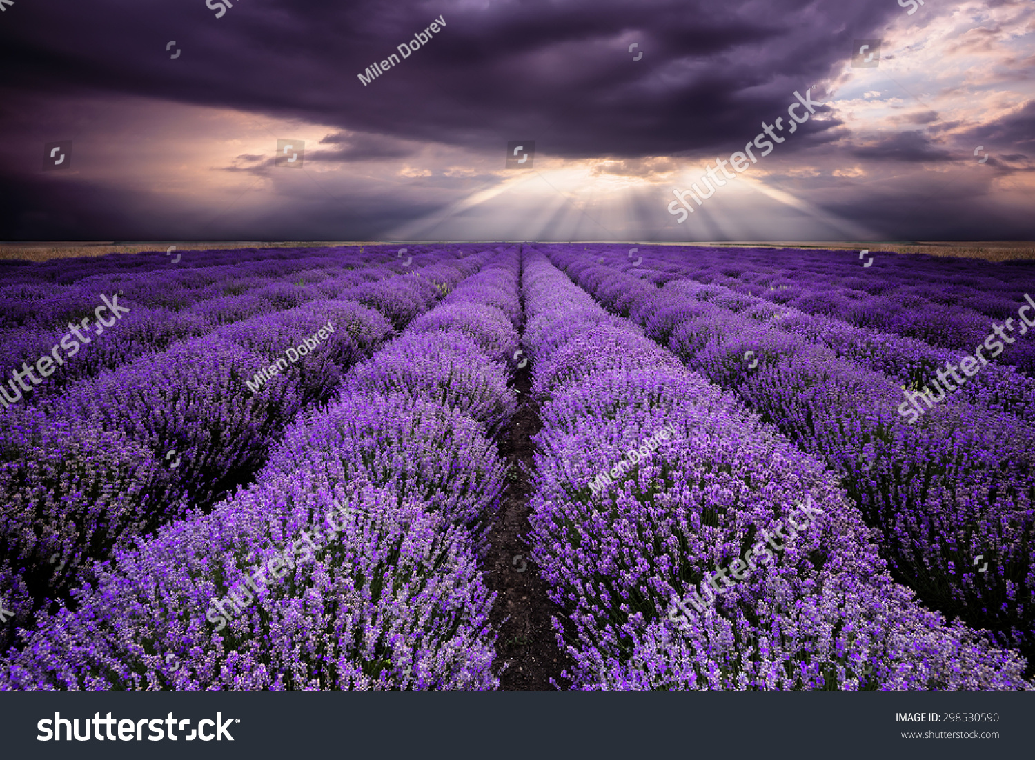 Cloudy Morning Over Lavender Field Stock Photo 298530590 : Shutterstock