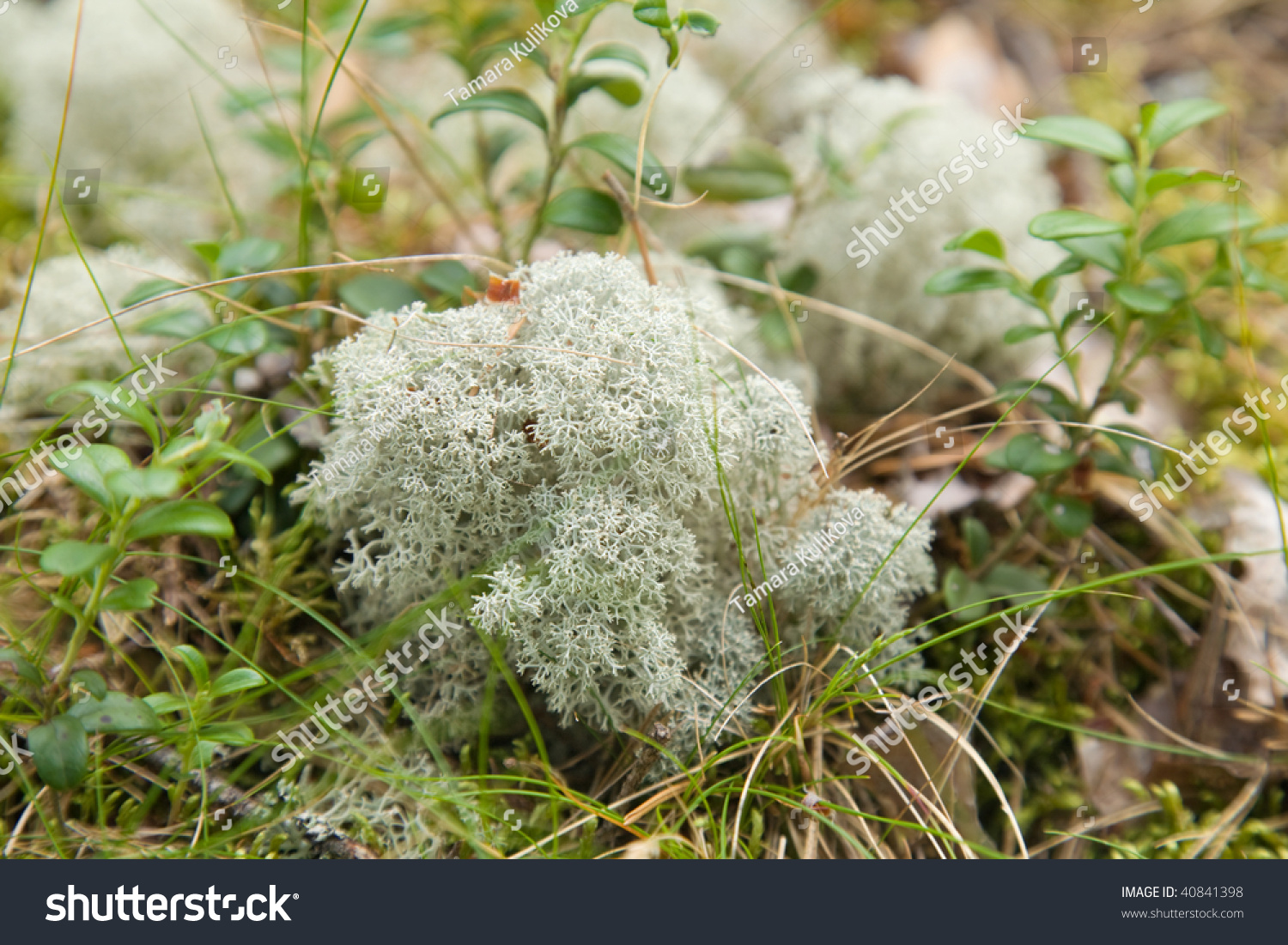 Clump Of Cladonia Rangiferina,(Reindeer Lichen, Reindeer Moss ,Caribou ...