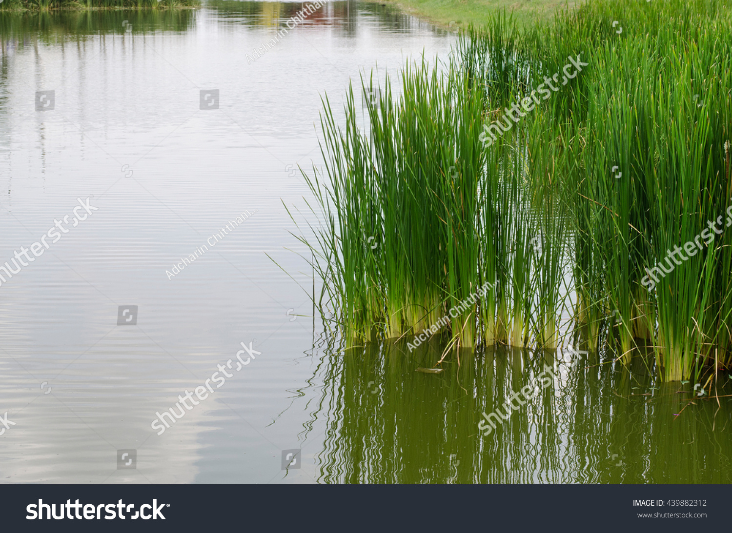 Clump Grass Inside Lake Shore Stock Photo 439882312 - Shutterstock
