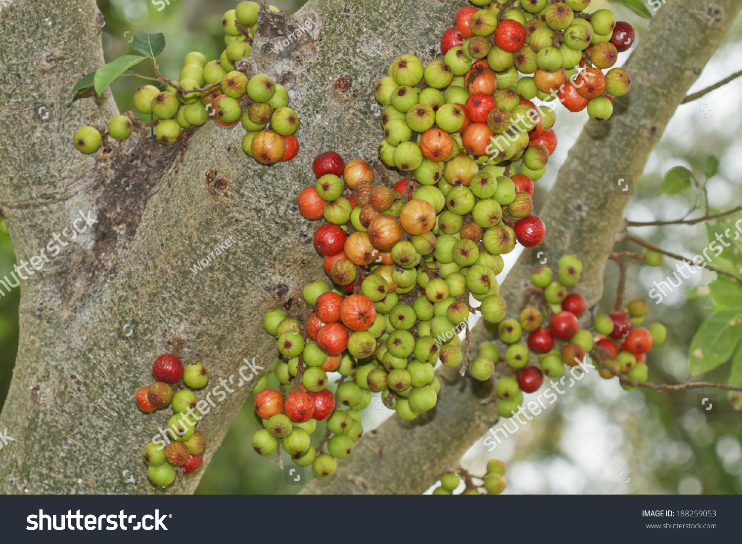 Cluster Fig Tree, Goolar, (Gular), Fig (Ficus Racemosa Linn.) Stock ...