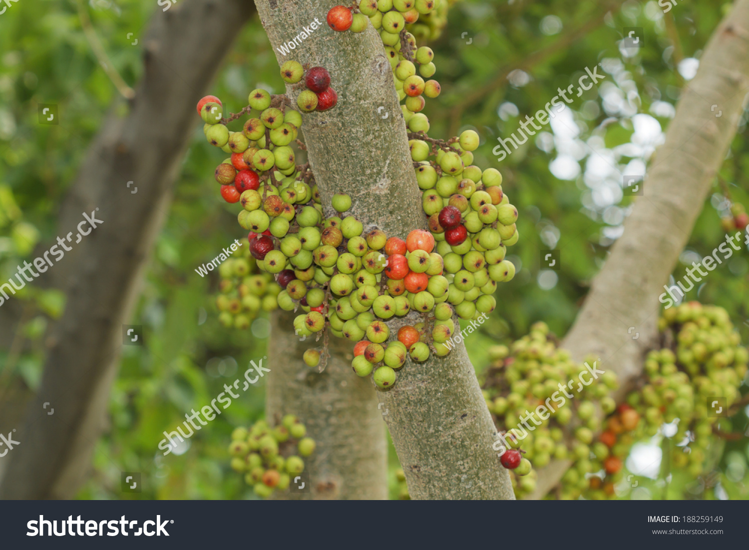 Cluster Fig Tree Goolar Gular Fig Stock Photo 188259149 - Shutterstock