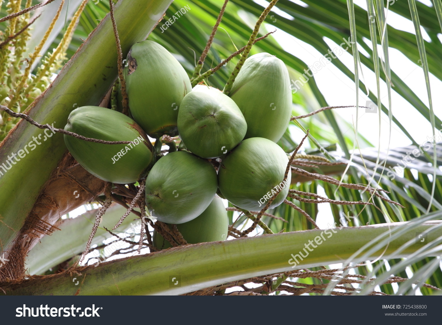 Clusters Green Coconuts Coconut Tree Stock Photo Edit Now 725438800