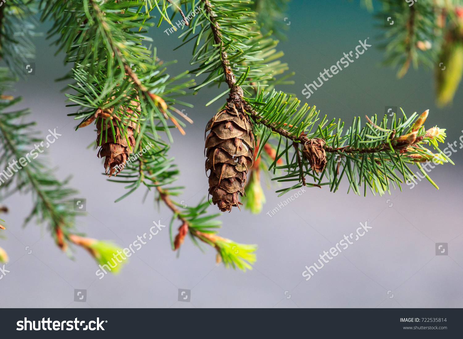 Coast Douglas Fir Oregon Pine Tree Stock Photo Edit Now 722535814