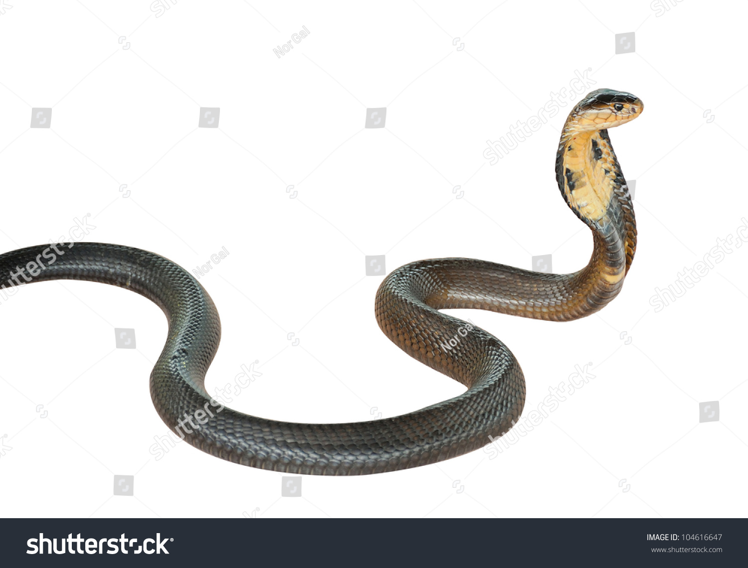 Cobra Snake Isolated On White Background Stock Photo 104616647 ...