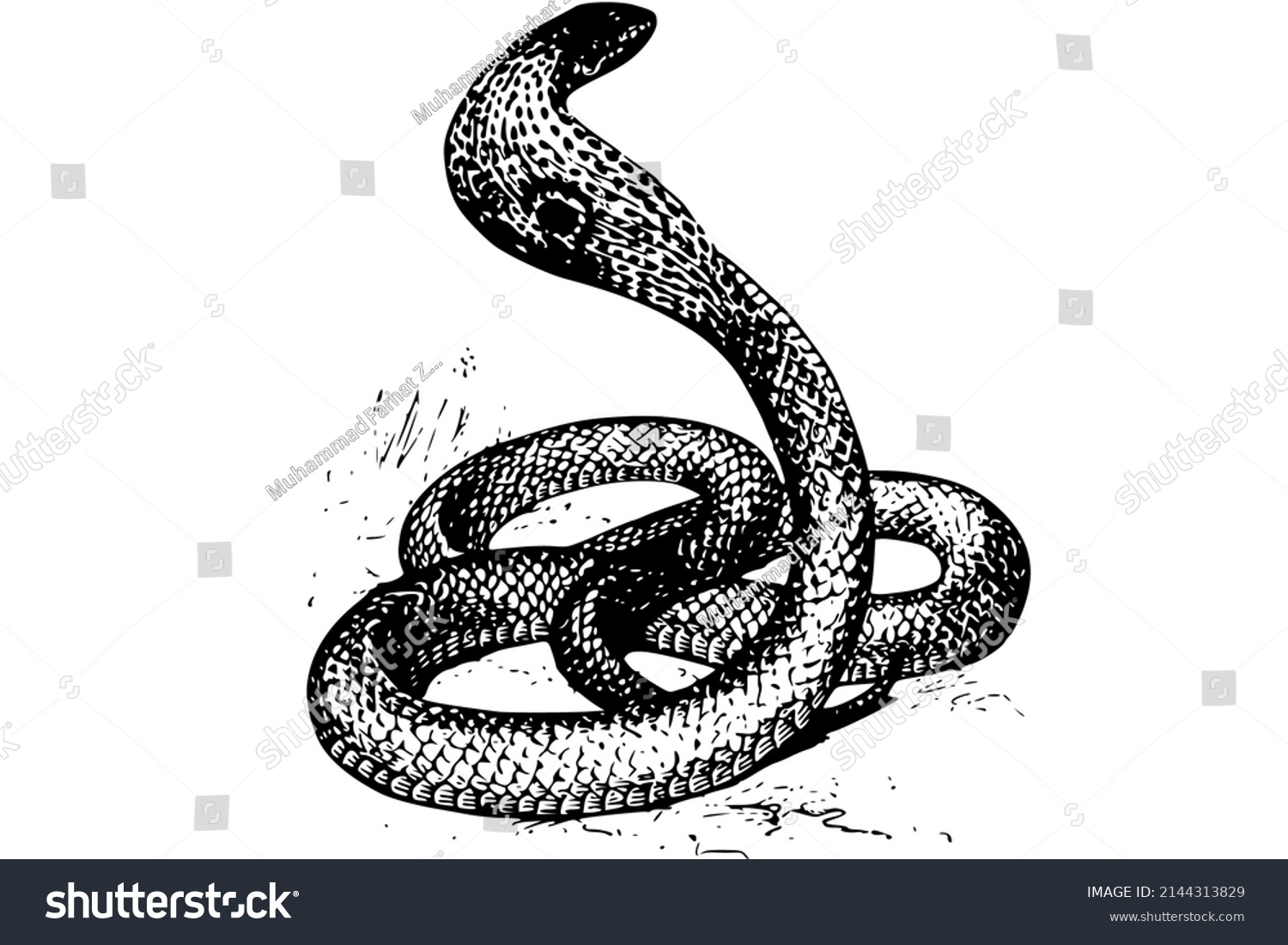 Cobra Snake Without Whos One Sting Stock Illustration 2144313829 ...