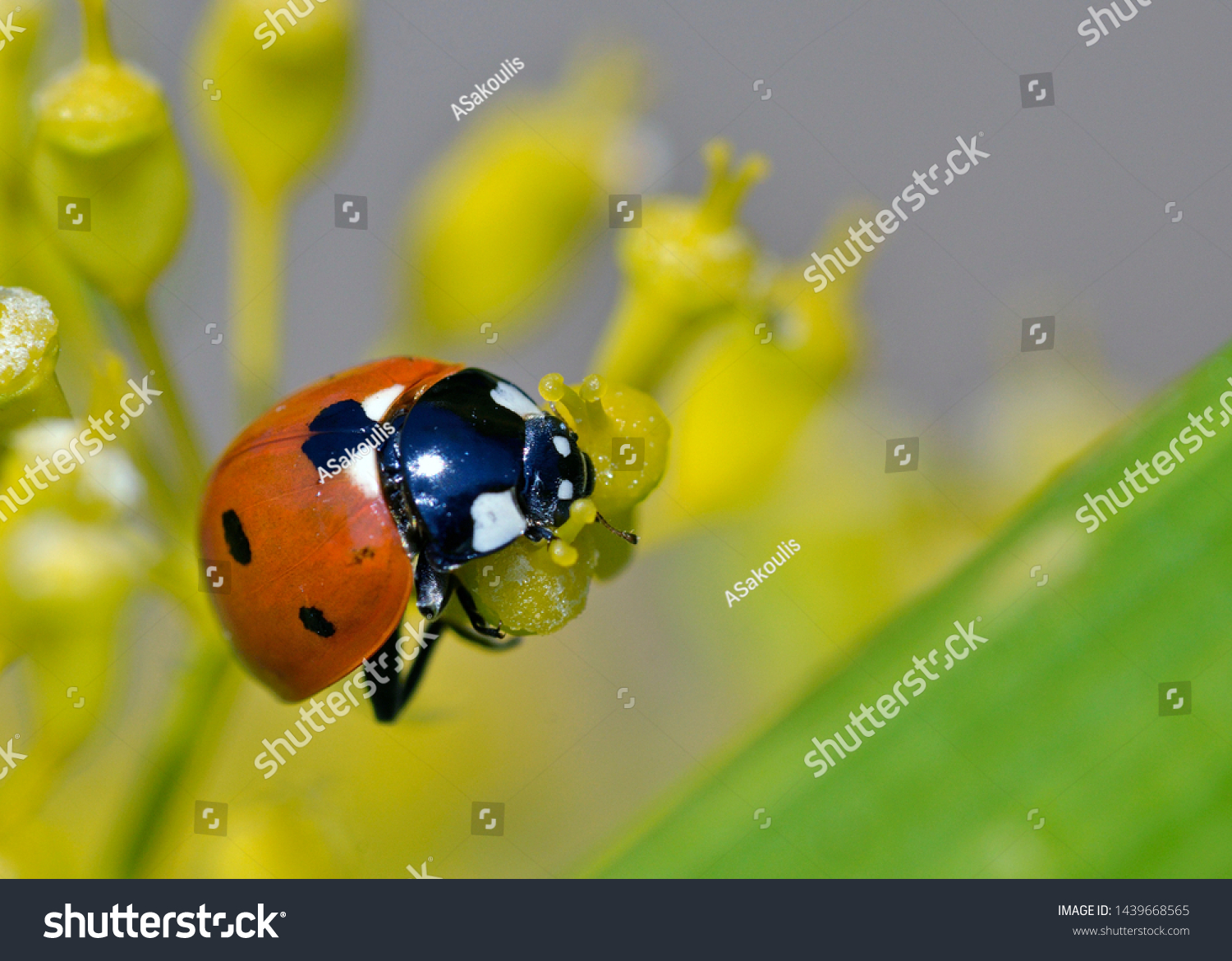 Coccinella Septempunctata Sevenspot Ladybird North America Stock Photo Edit Now