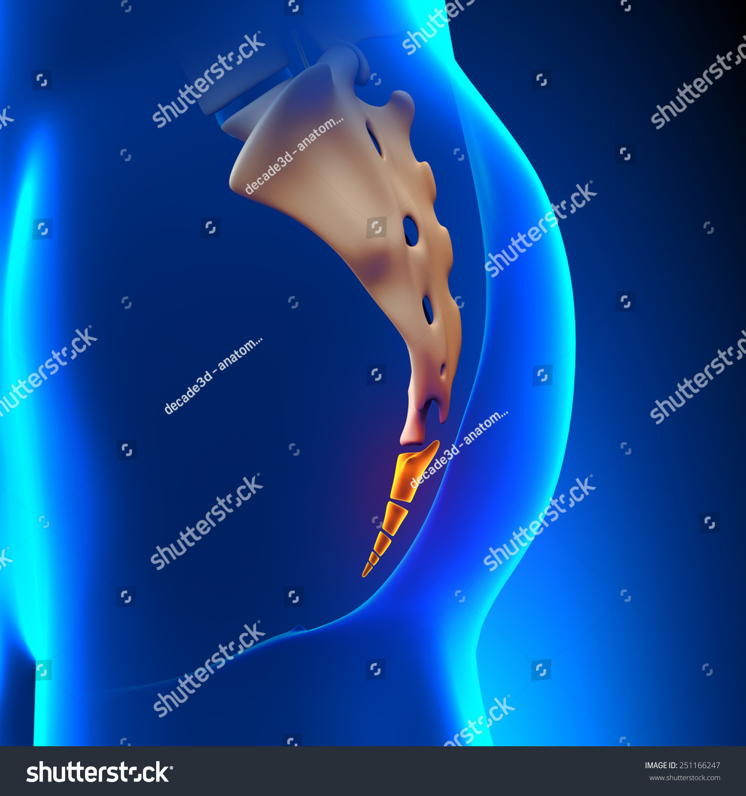 Coccyx Bone Anatomy Stock Illustration 251166247 - Shutterstock