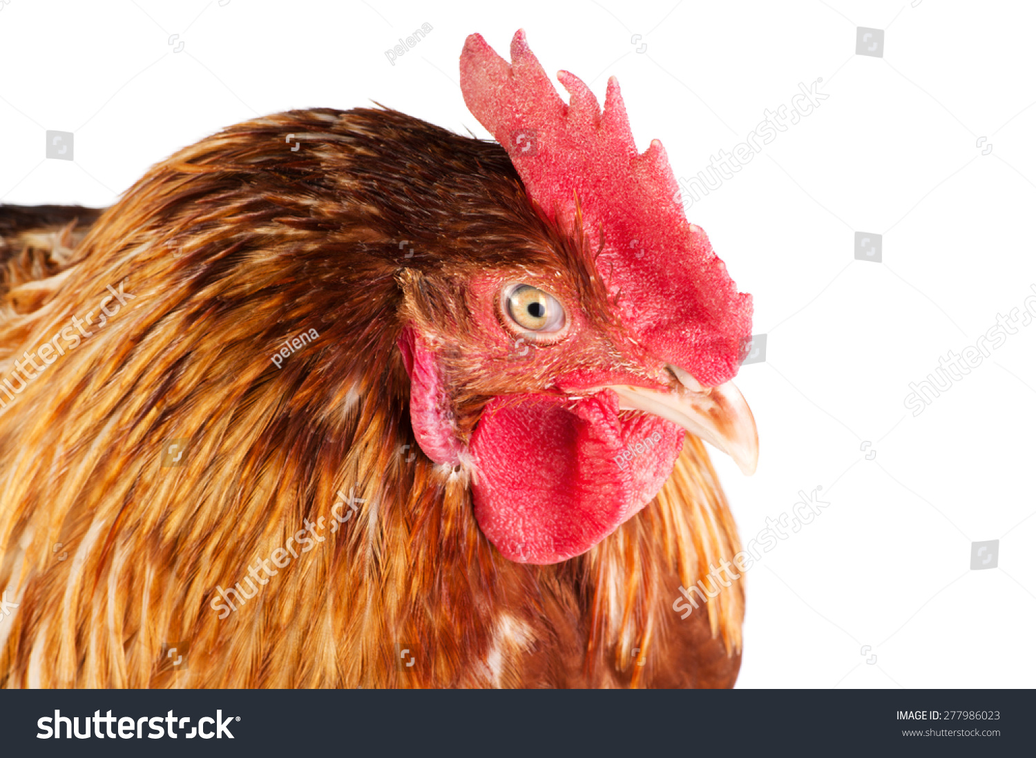 Cock Head Closeup Side View Isolated Stock Photo 277986023 - Shutterstock