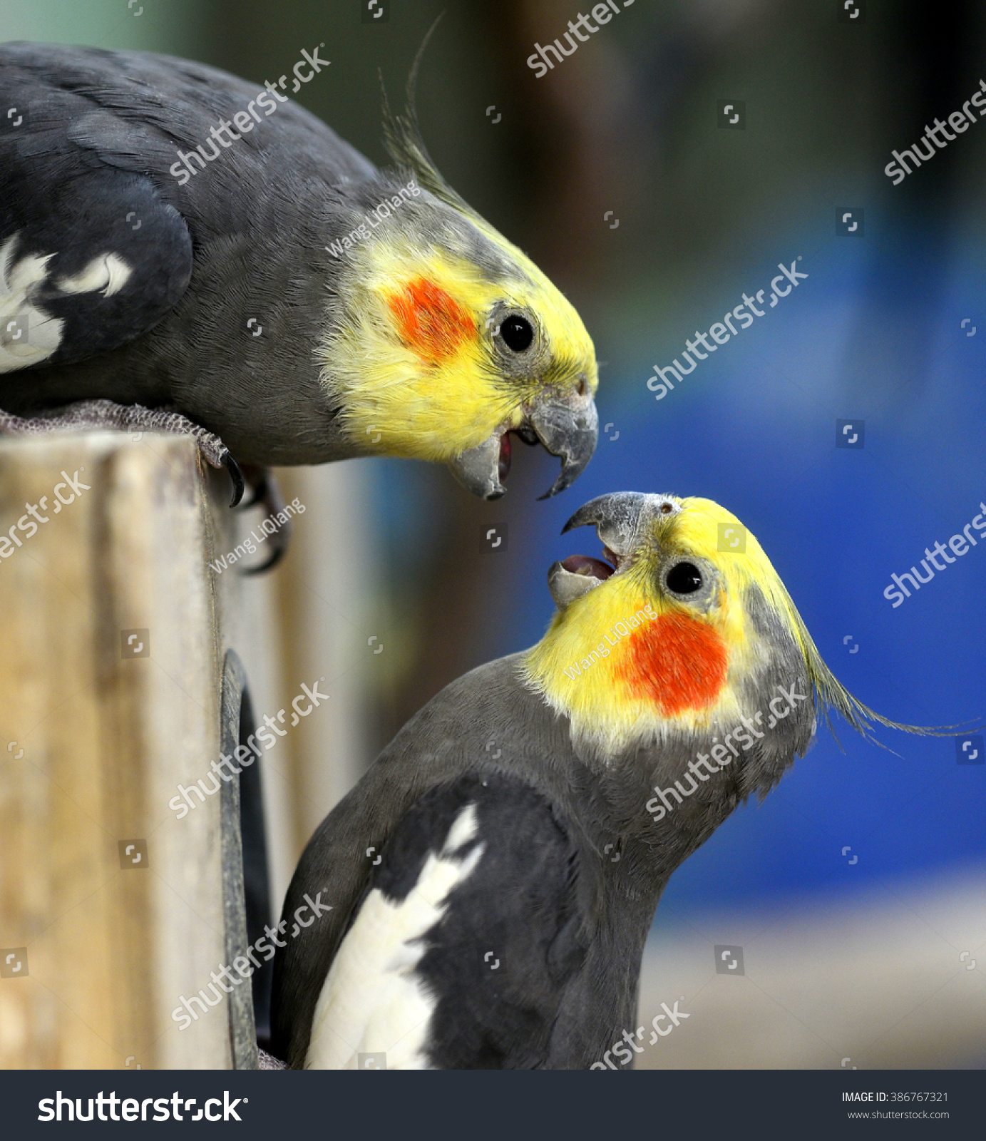 Cockatiel Stock Photo 386767321 : Shutterstock