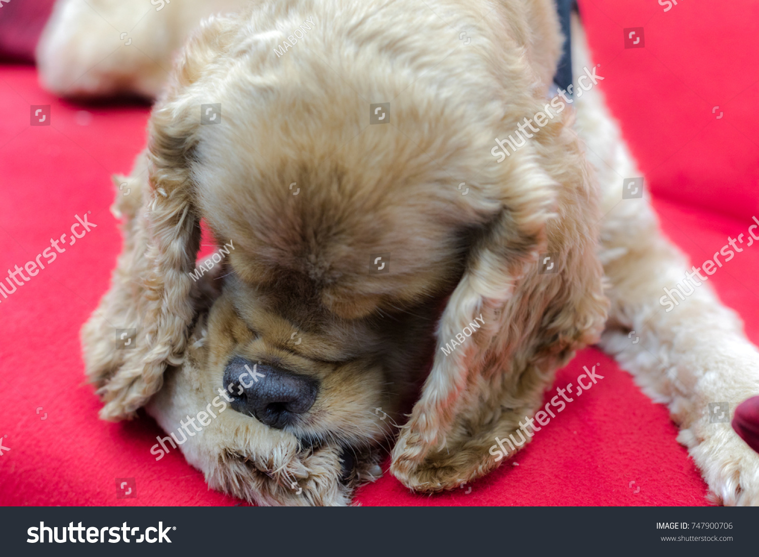 Cocker Spaniel Chewing Paw 