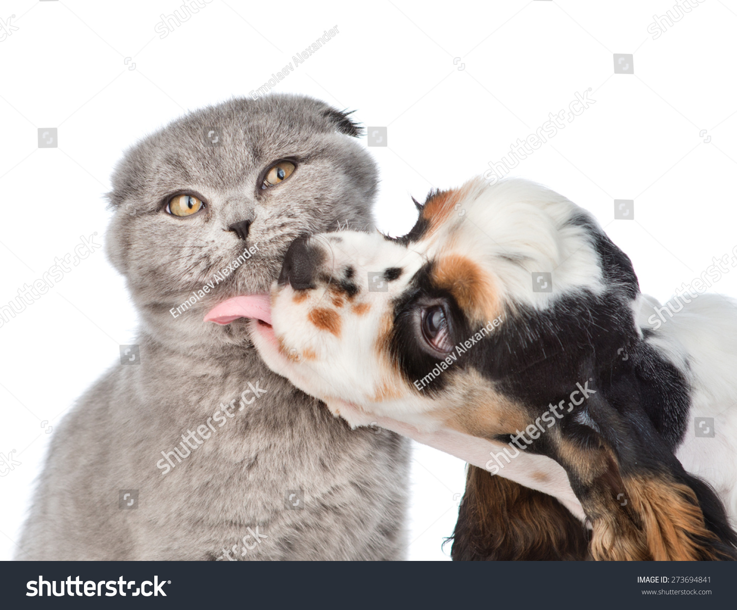 Cocker Spaniel Puppy Licking Cat Isolated Stock Photo Edit Now