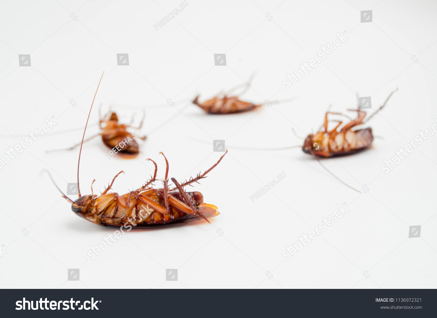 16,960 Dead cockroach Images, Stock Photos & Vectors | Shutterstock