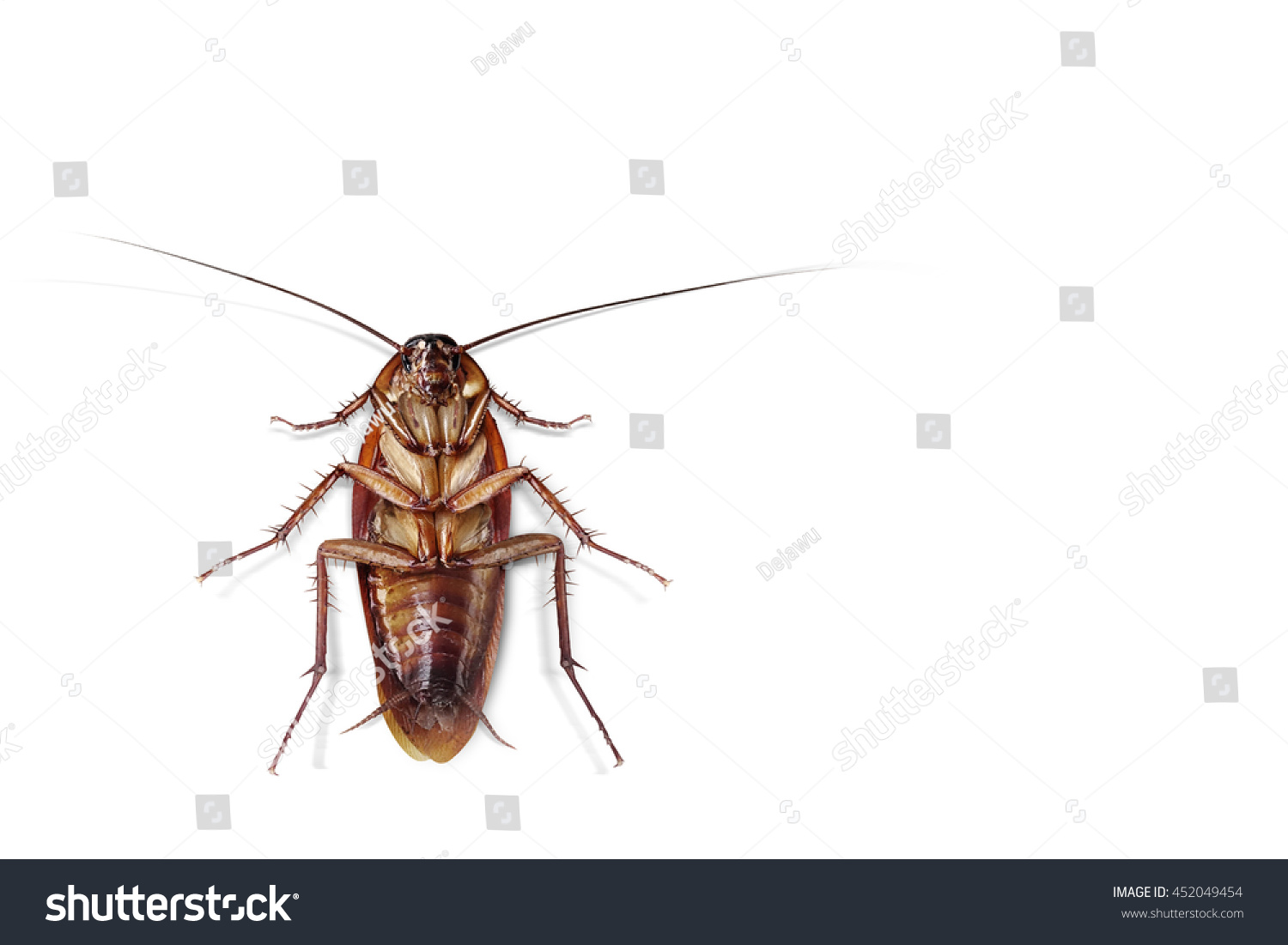 Cockroach On Isolated White Background Stock Photo 452049454 | Shutterstock