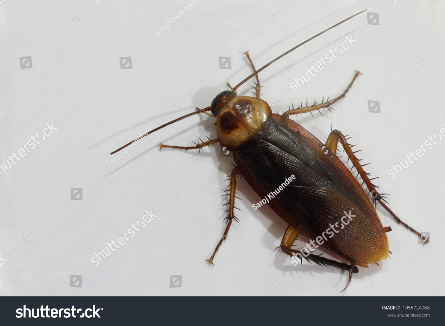 Cockroach On White Background Pest Control Stock Photo Edit Now