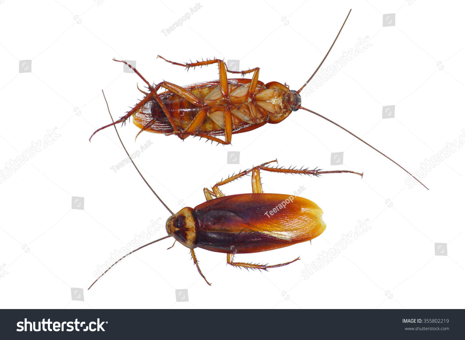 Cockroaches Dirty Animals Stock Photo (Edit Now) 355802219