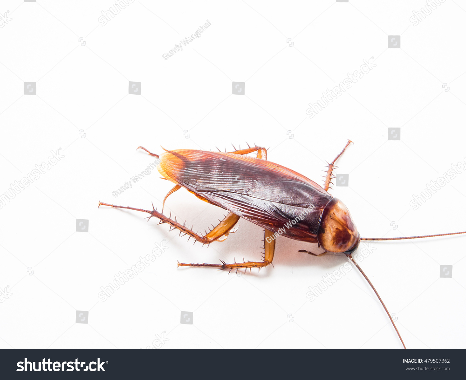 Cockroaches Carry Diseases That You Have Stock Photo (Edit Now) 479507362