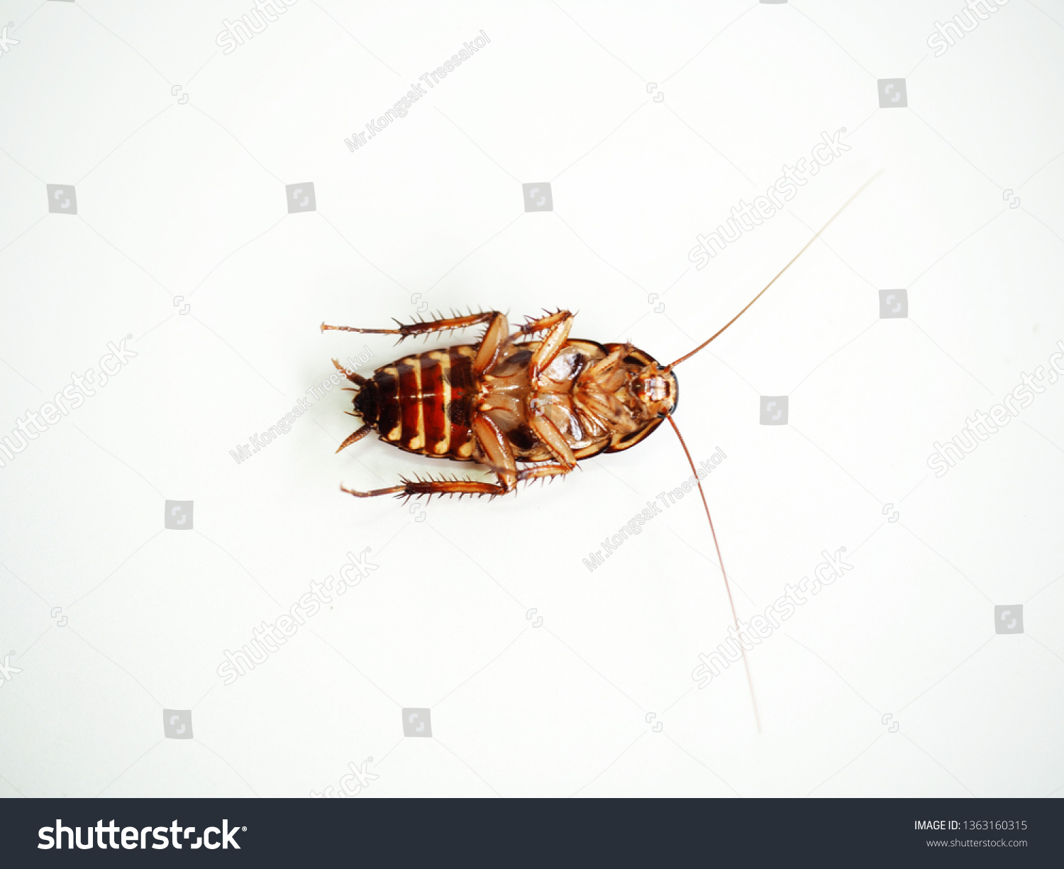 Cockroaches On White Background Stock Photo 1363160315 | Shutterstock