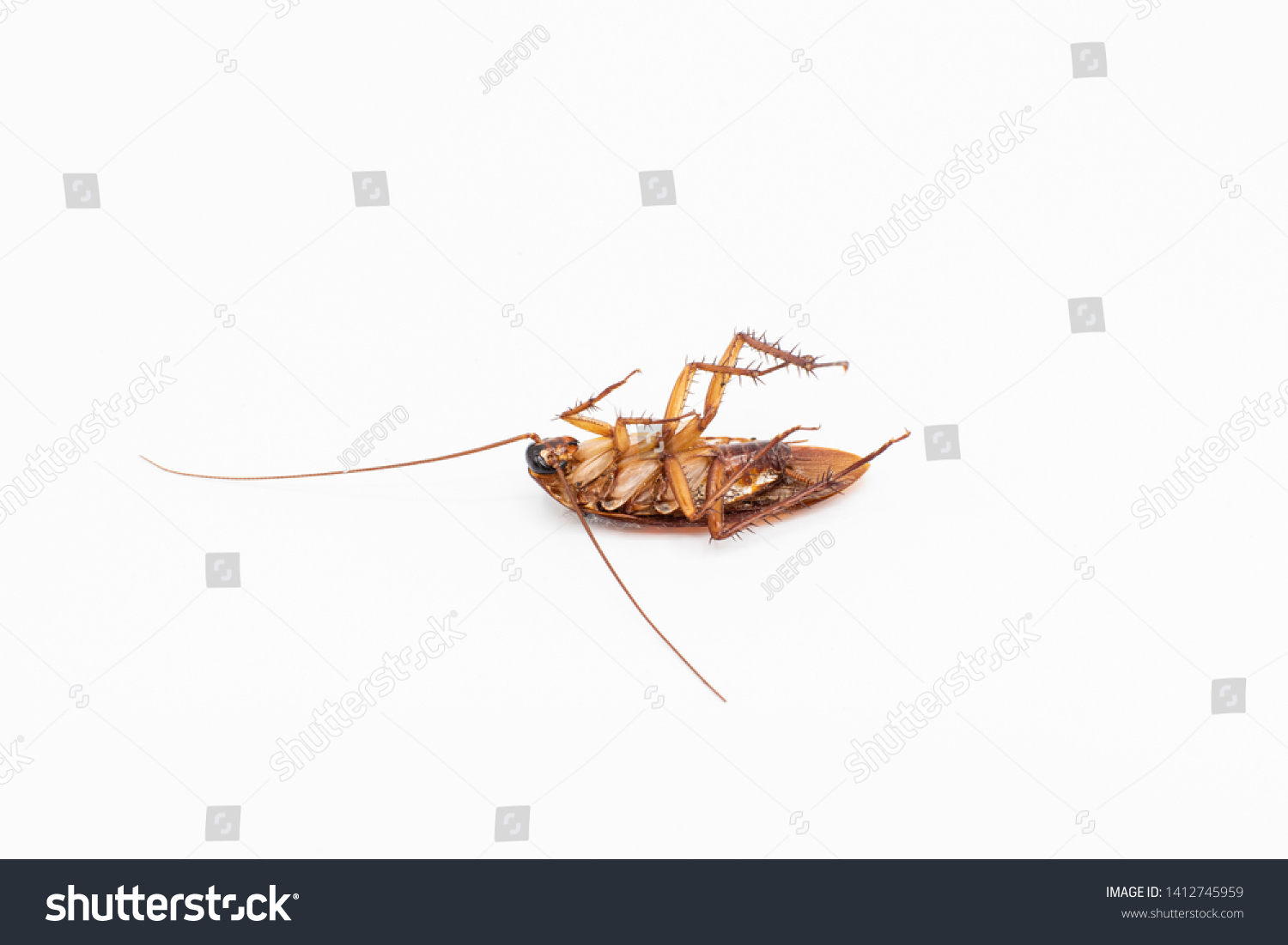 Cockroaches Small Animals Distract Annoying Causes Stock Photo ...