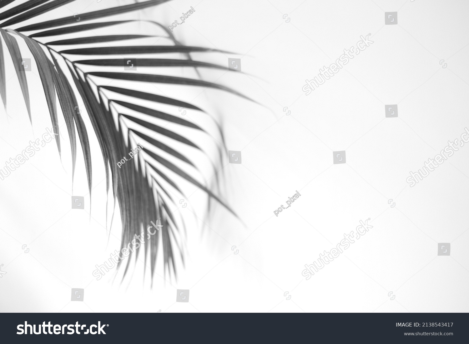 Coconut Leaf Shadow On White Background Stock Photo 2138543417 ...