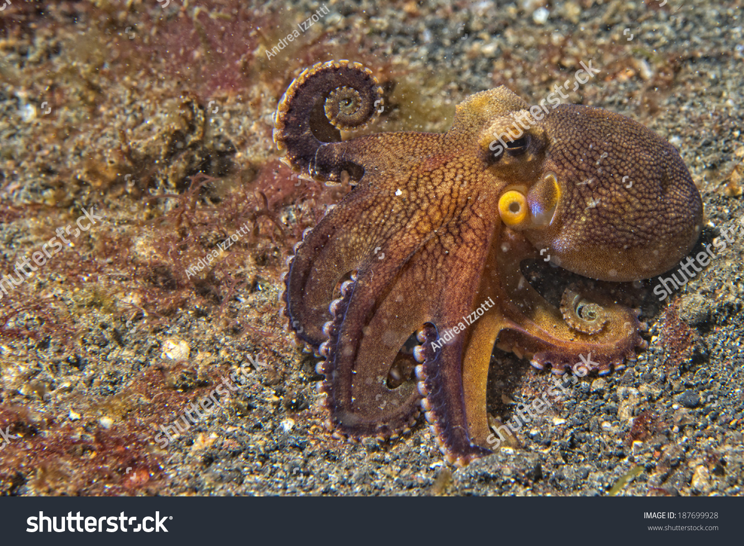 Coconut Octopus On Sand Background While Stock Photo 187699928 ...