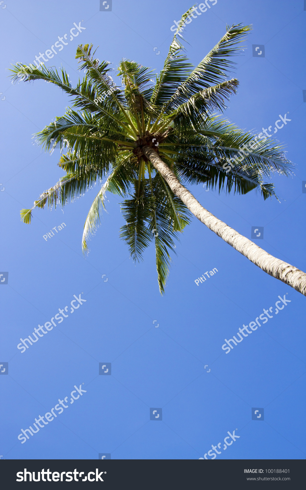 Coconut One Coconut Palm Tree Lean Photo Now) 100188401