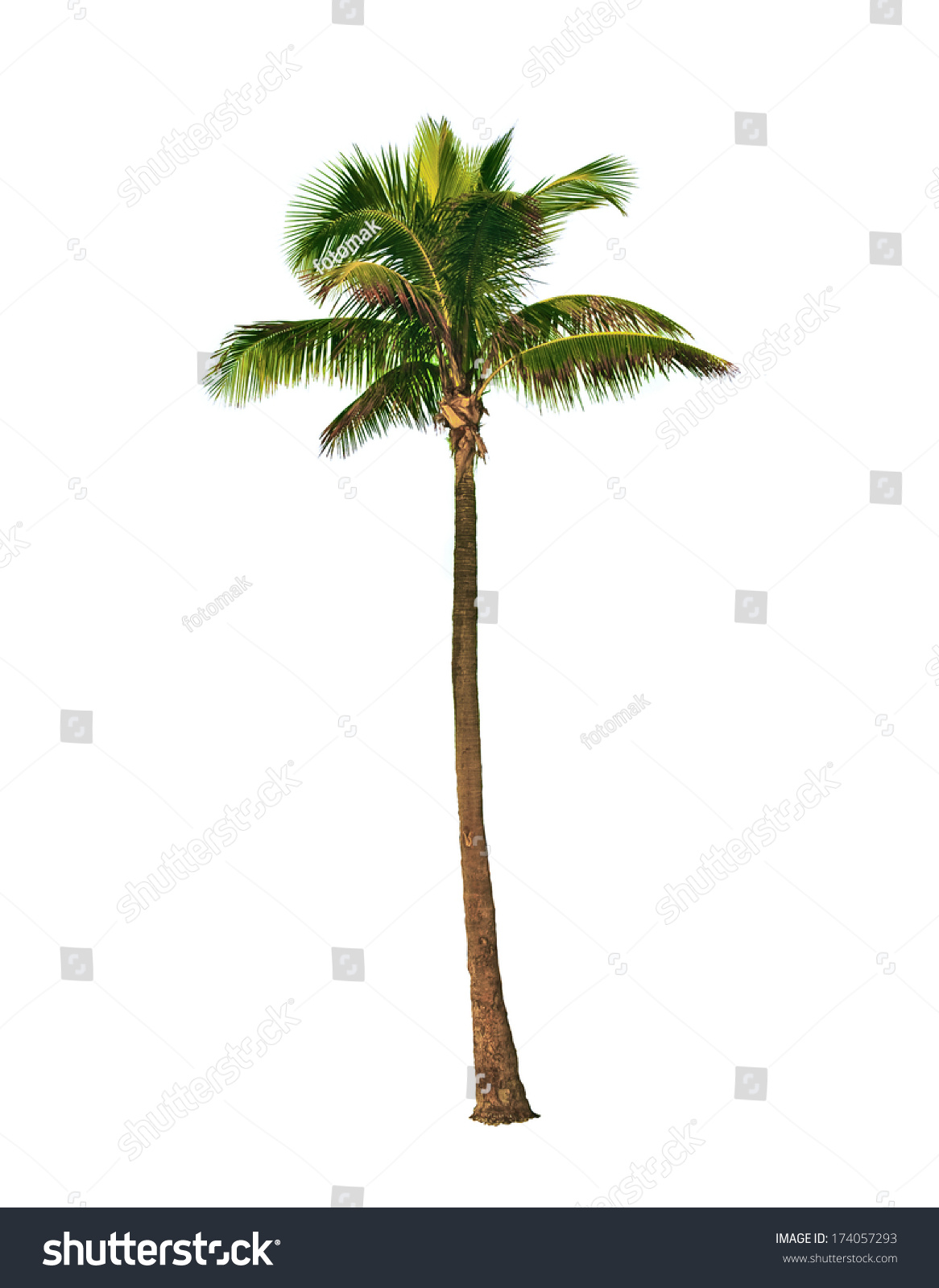 Coconut Palm Tree, Cocos Nucifera, With Green Leaves Isolated On White ...
