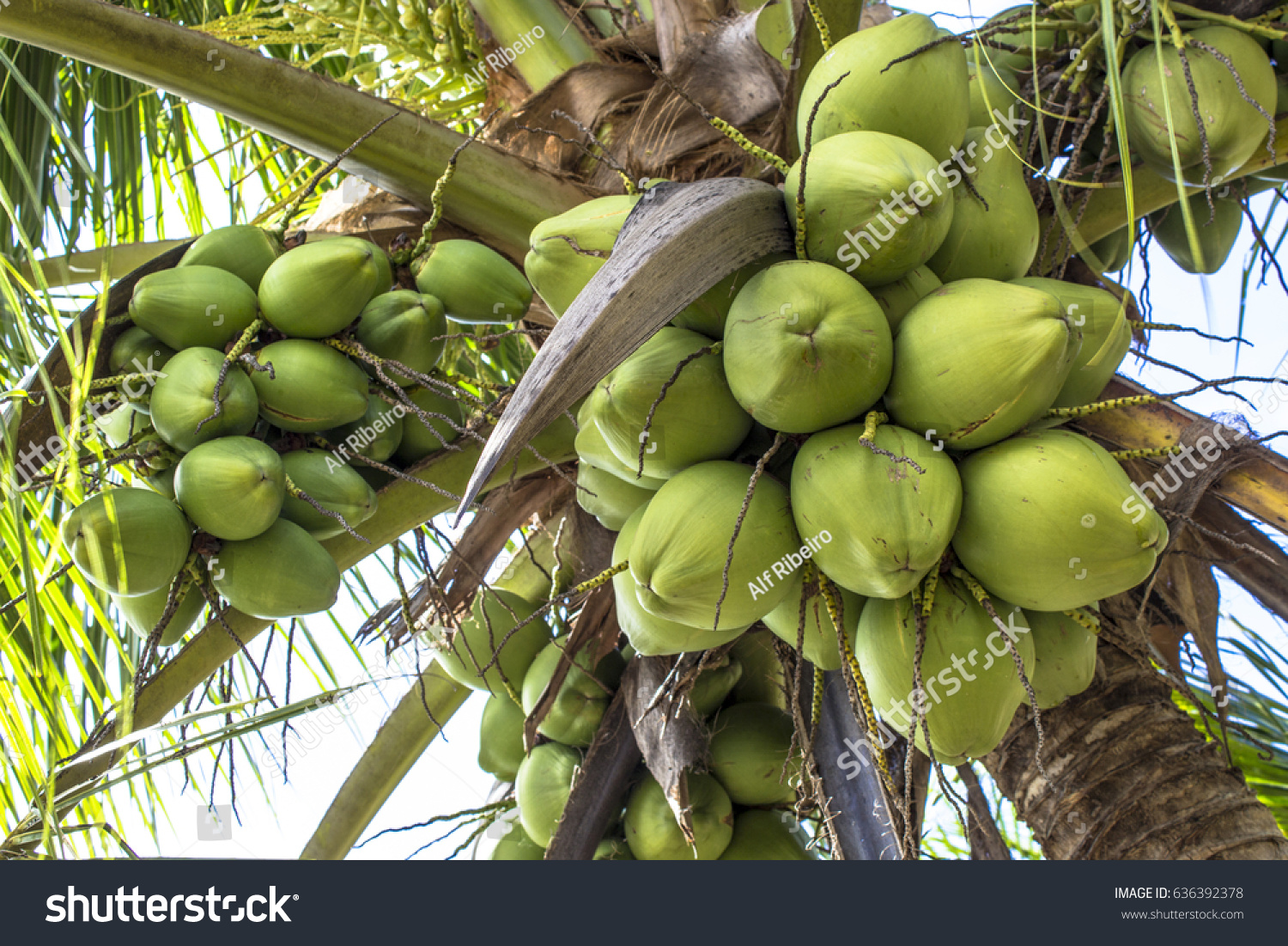 Coconut Plantation North Coast Bahia Northeastern Stock Photo 636392378 ...